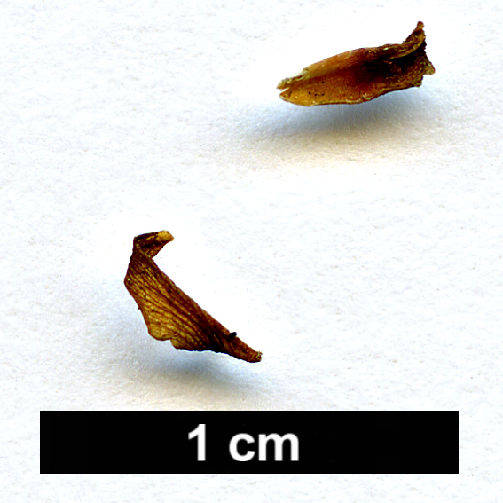 High resolution image: Family: Nothofagaceae - Genus: Nothofagus - Taxon: glauca