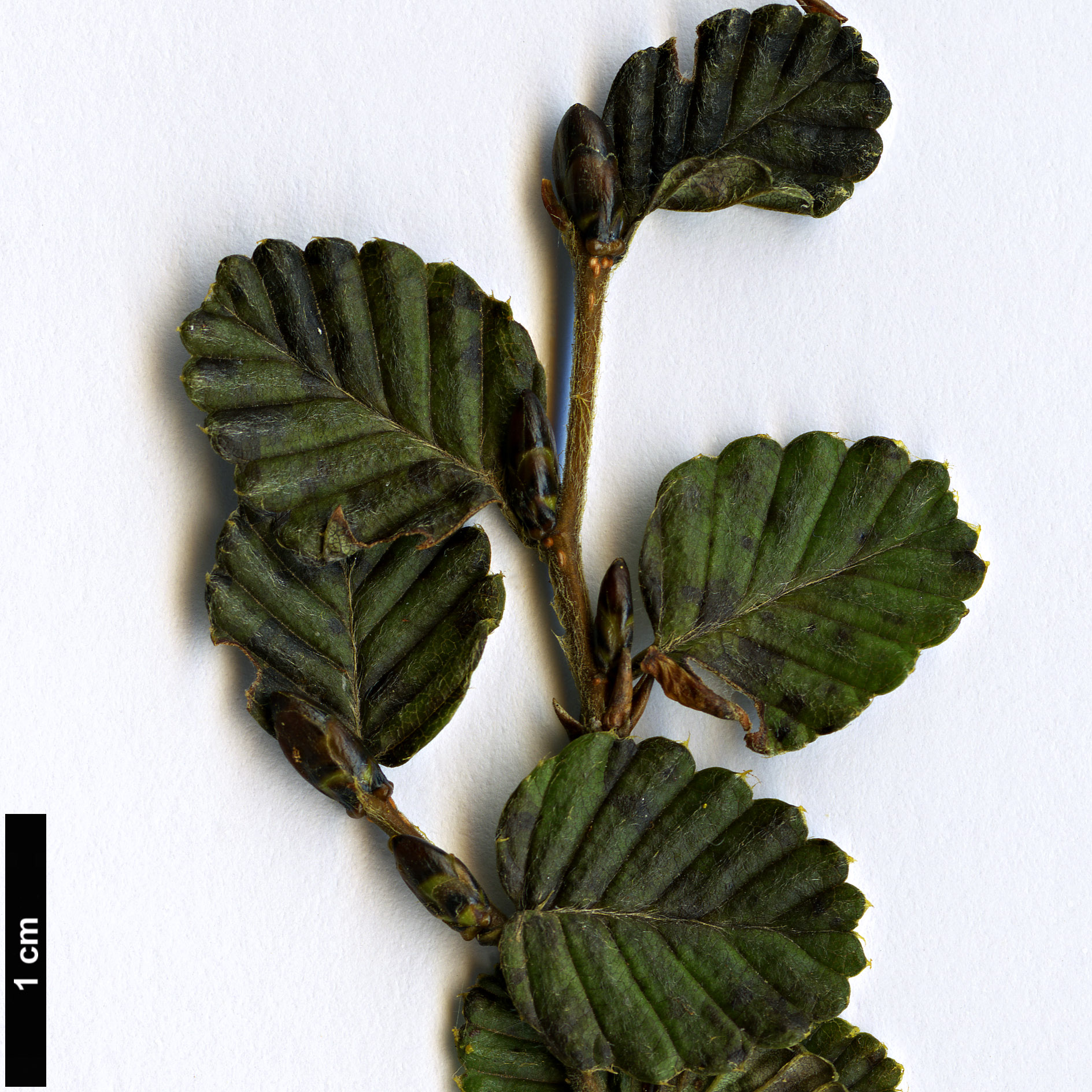 High resolution image: Family: Nothofagaceae - Genus: Nothofagus - Taxon: gunnii