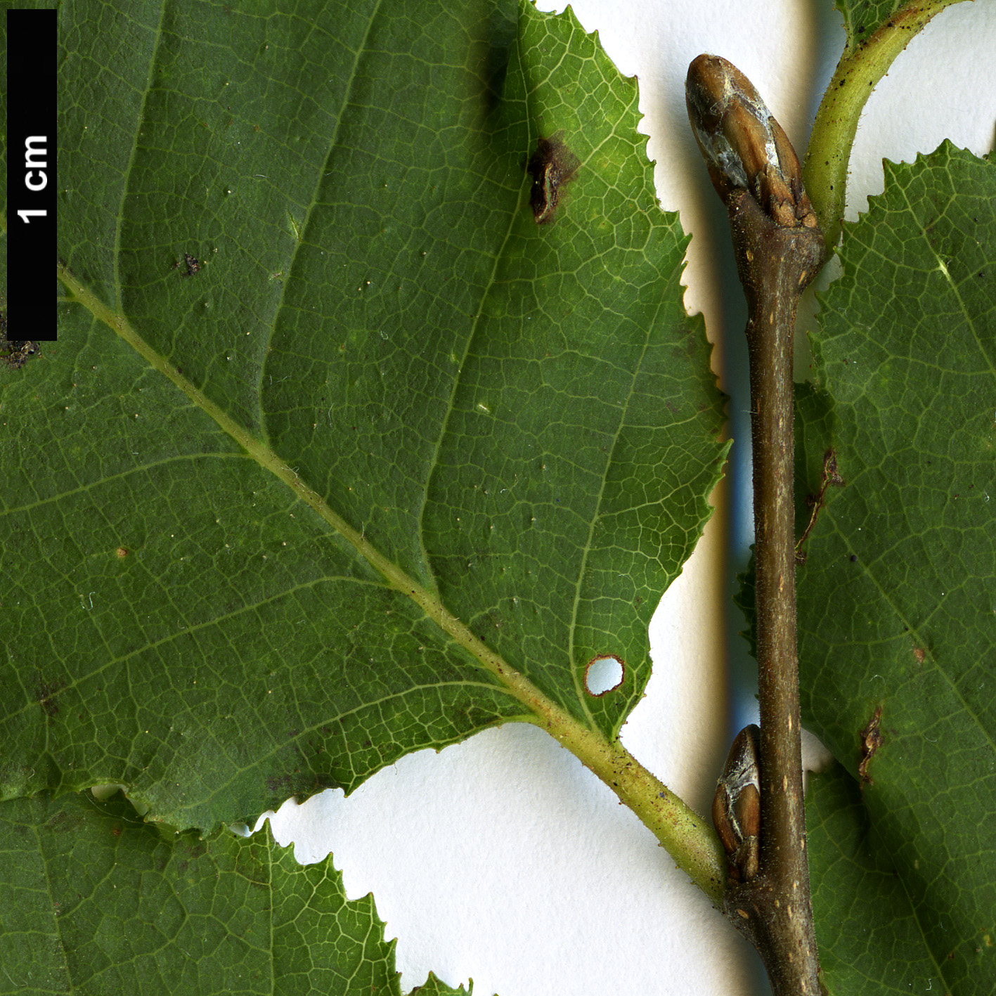 High resolution image: Family: Nothofagaceae - Genus: Nothofagus - Taxon: macrocarpa