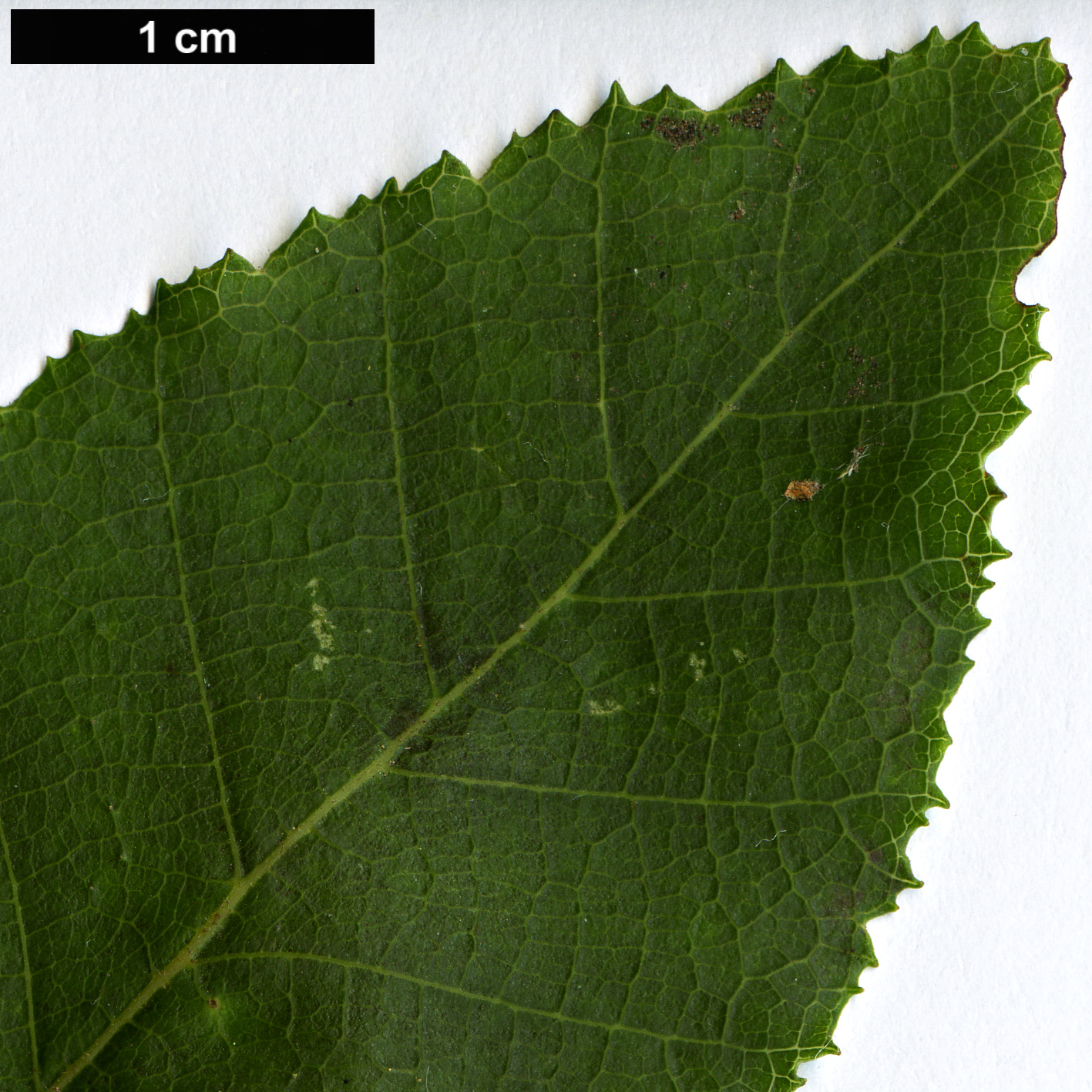 High resolution image: Family: Nothofagaceae - Genus: Nothofagus - Taxon: macrocarpa