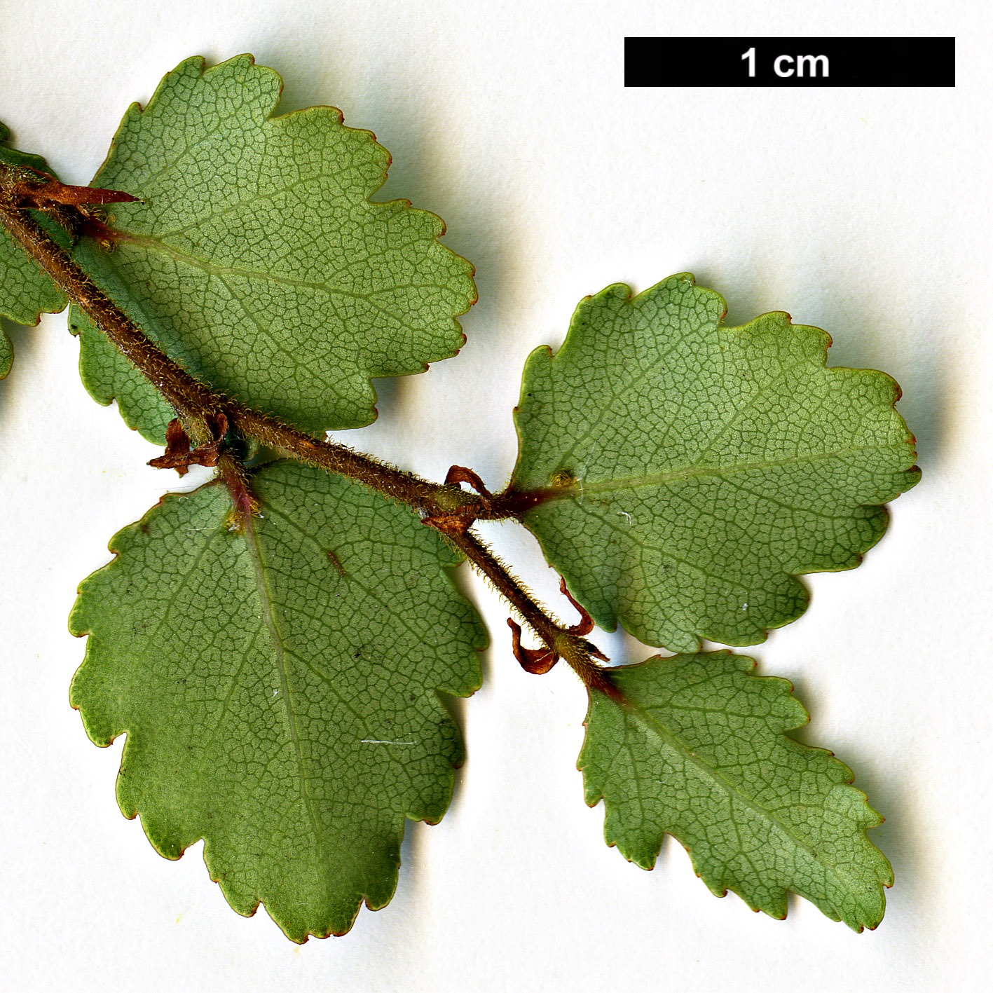 High resolution image: Family: Nothofagaceae - Genus: Nothofagus - Taxon: menziesii