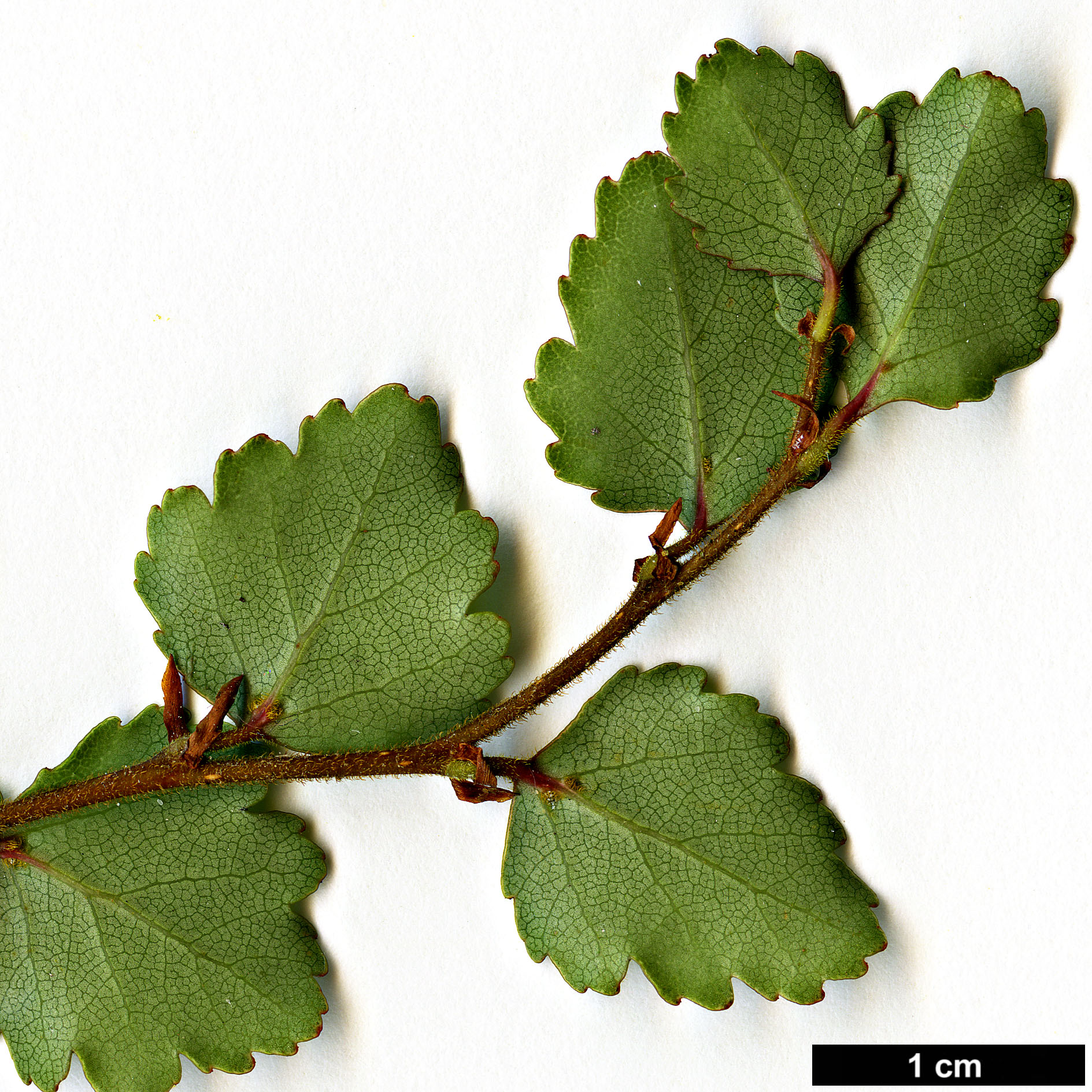 High resolution image: Family: Nothofagaceae - Genus: Nothofagus - Taxon: menziesii