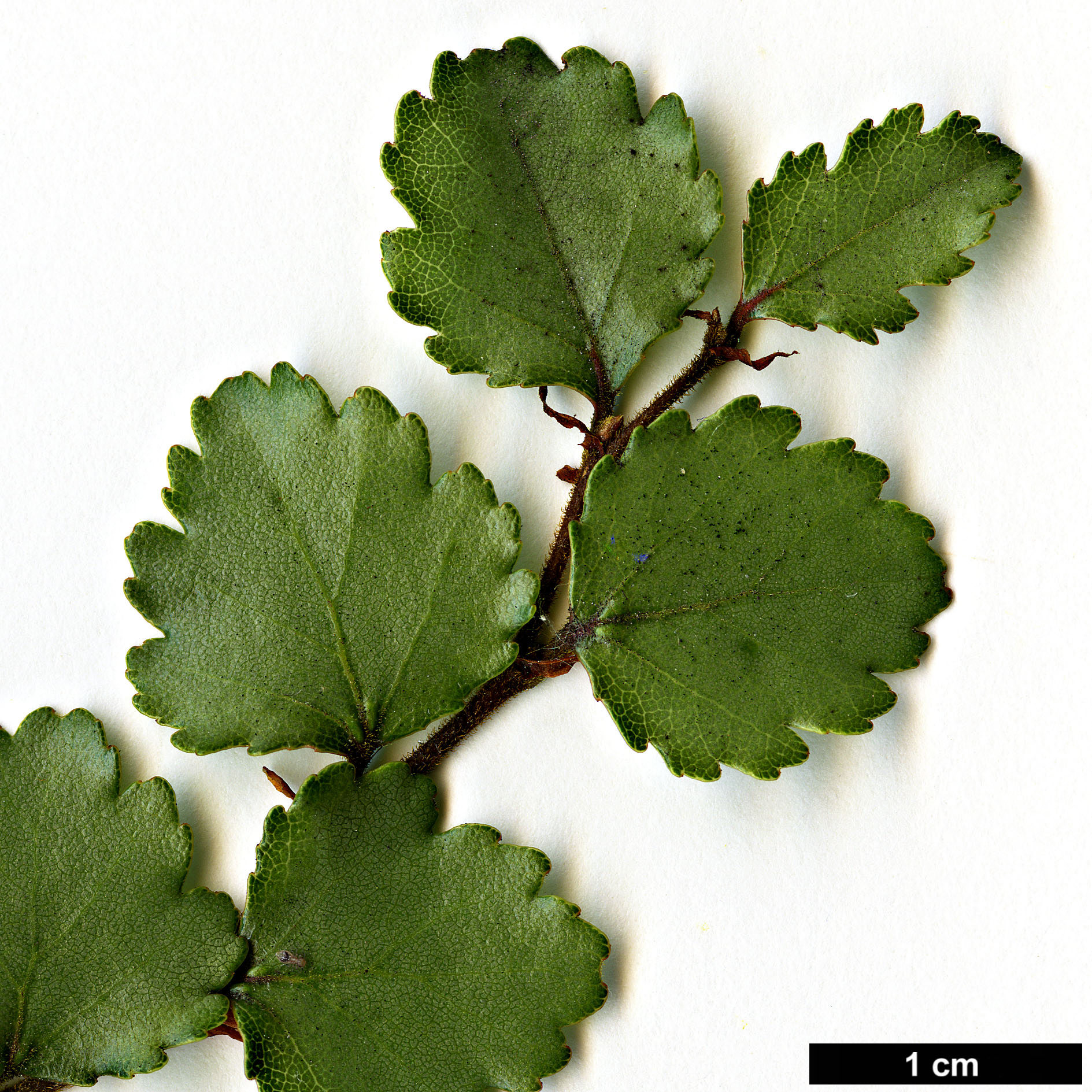 High resolution image: Family: Nothofagaceae - Genus: Nothofagus - Taxon: menziesii