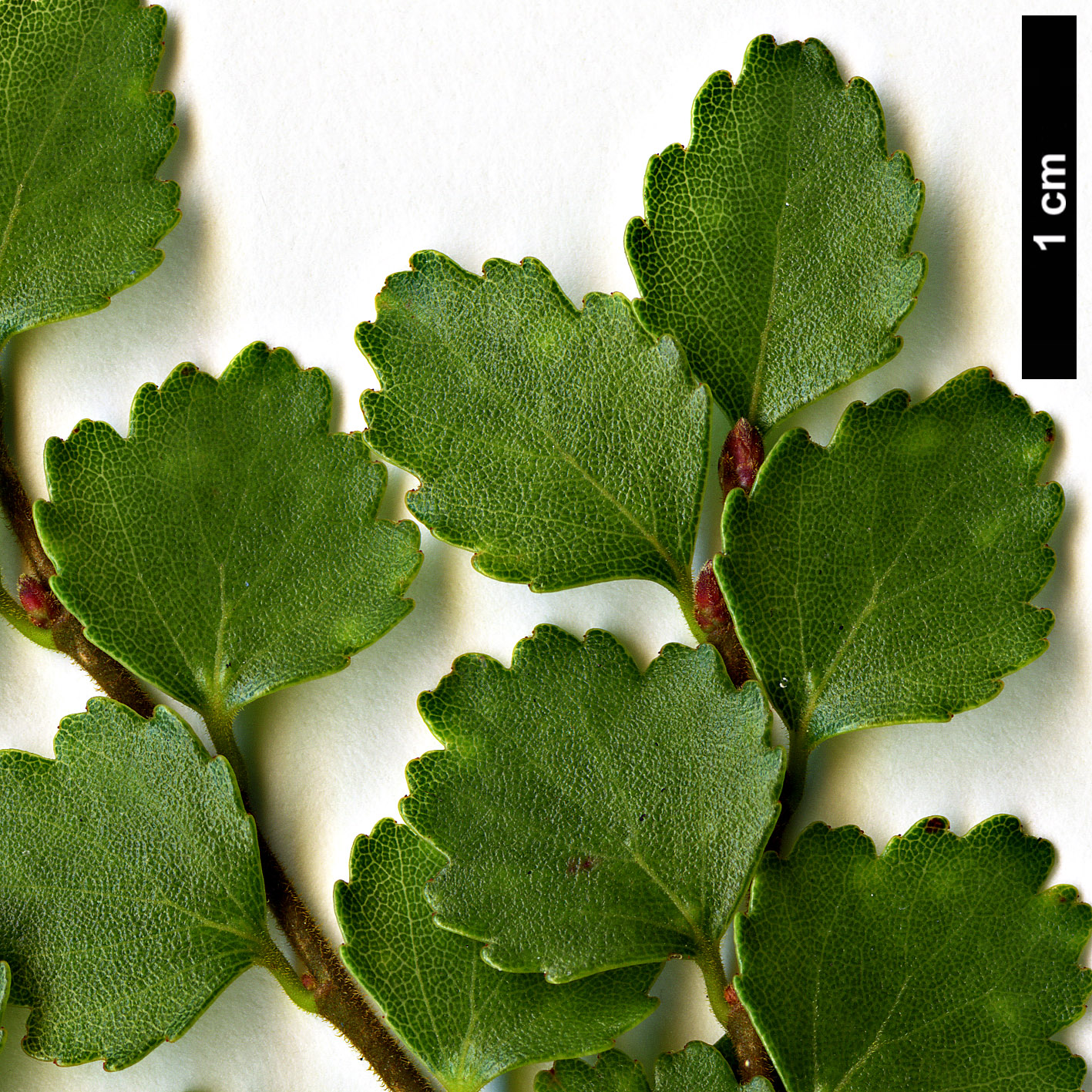 High resolution image: Family: Nothofagaceae - Genus: Nothofagus - Taxon: menziesii