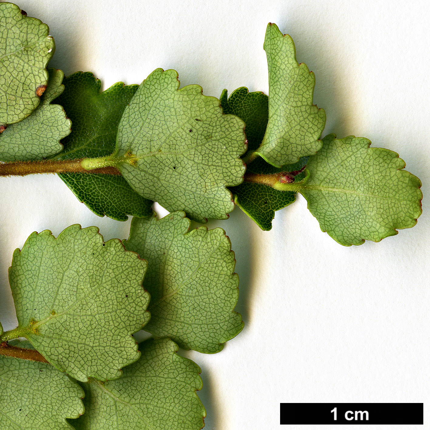 High resolution image: Family: Nothofagaceae - Genus: Nothofagus - Taxon: menziesii