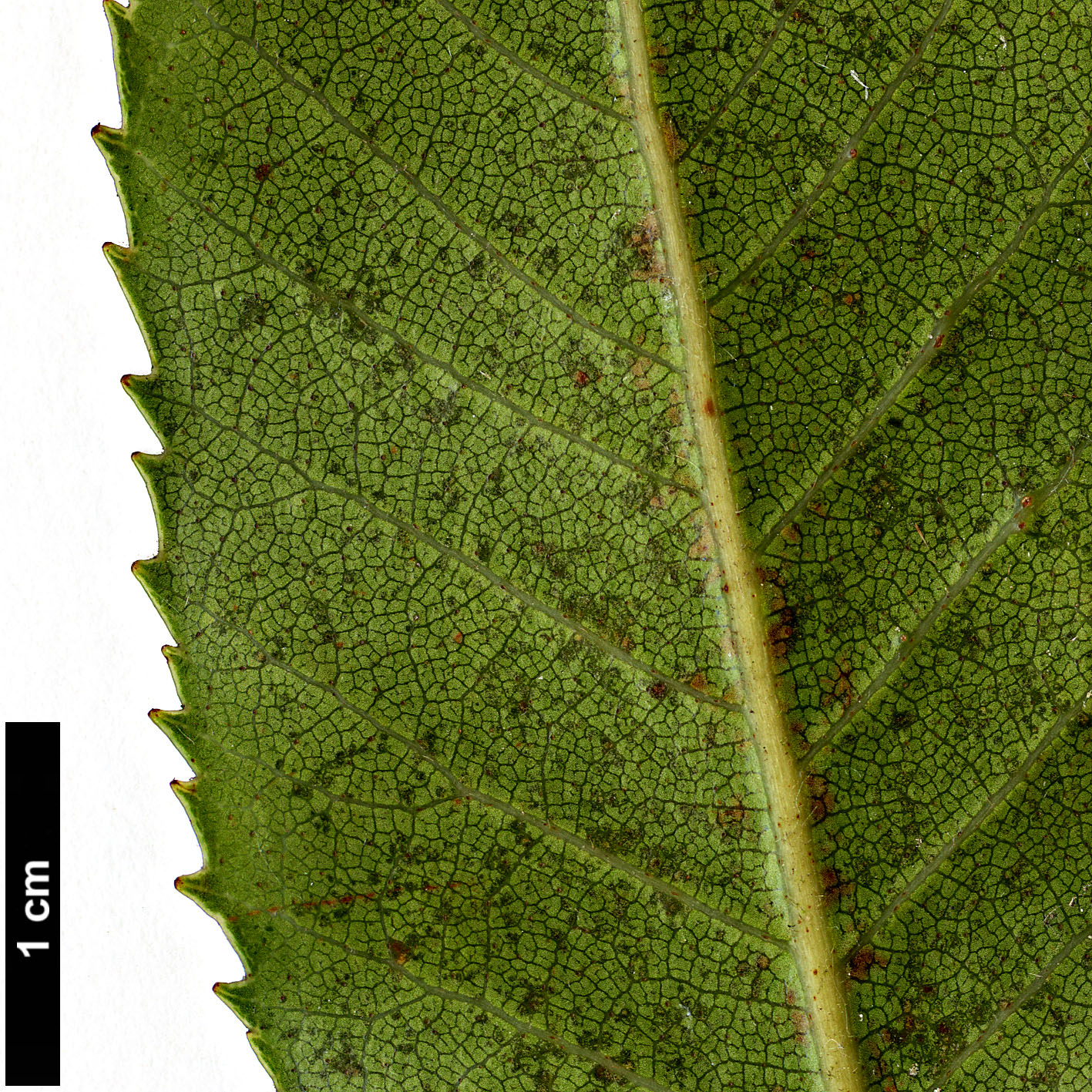 High resolution image: Family: Nothofagaceae - Genus: Nothofagus - Taxon: moorei