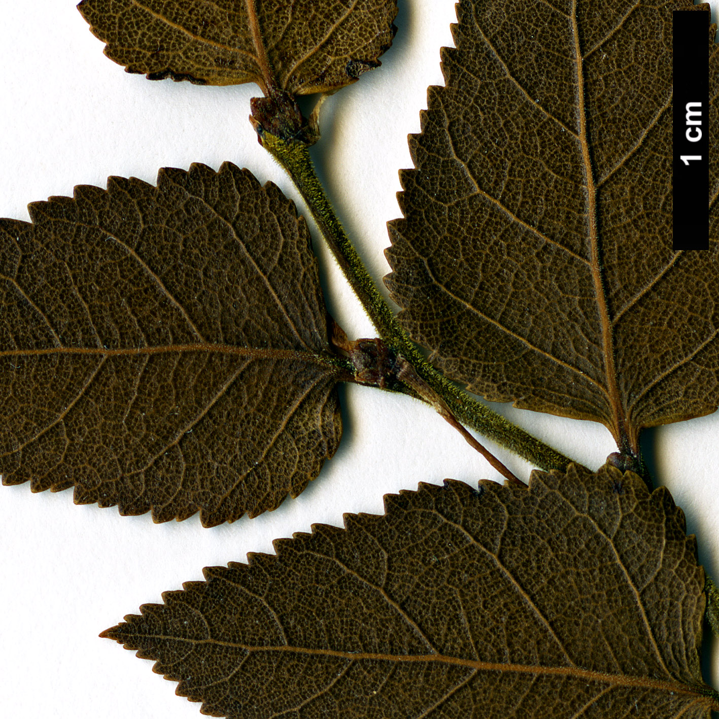 High resolution image: Family: Nothofagaceae - Genus: Nothofagus - Taxon: nitida