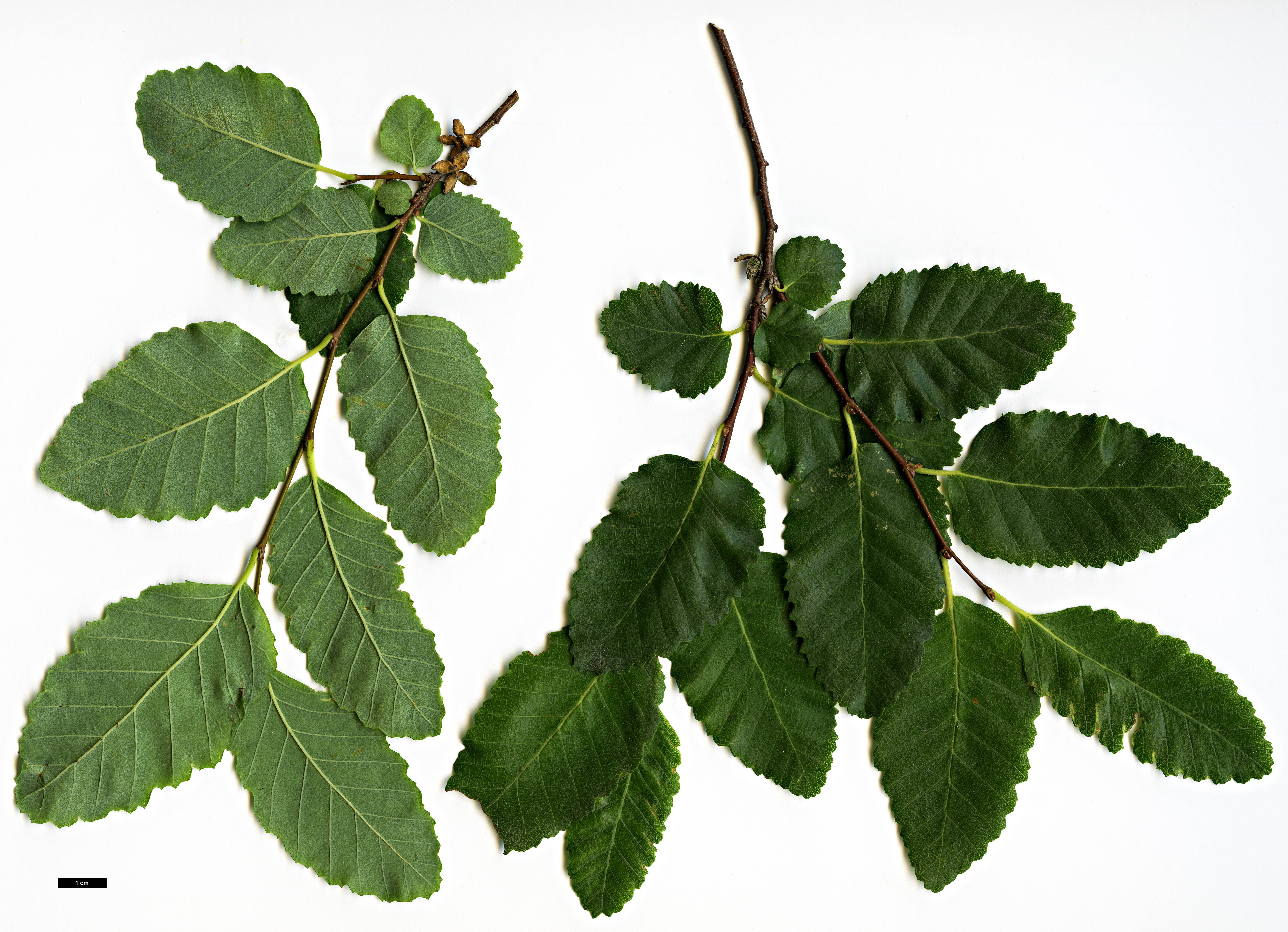 High resolution image: Family: Nothofagaceae - Genus: Nothofagus - Taxon: obliqua