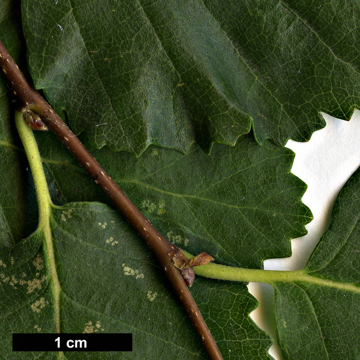 High resolution image: Family: Nothofagaceae - Genus: Nothofagus - Taxon: obliqua