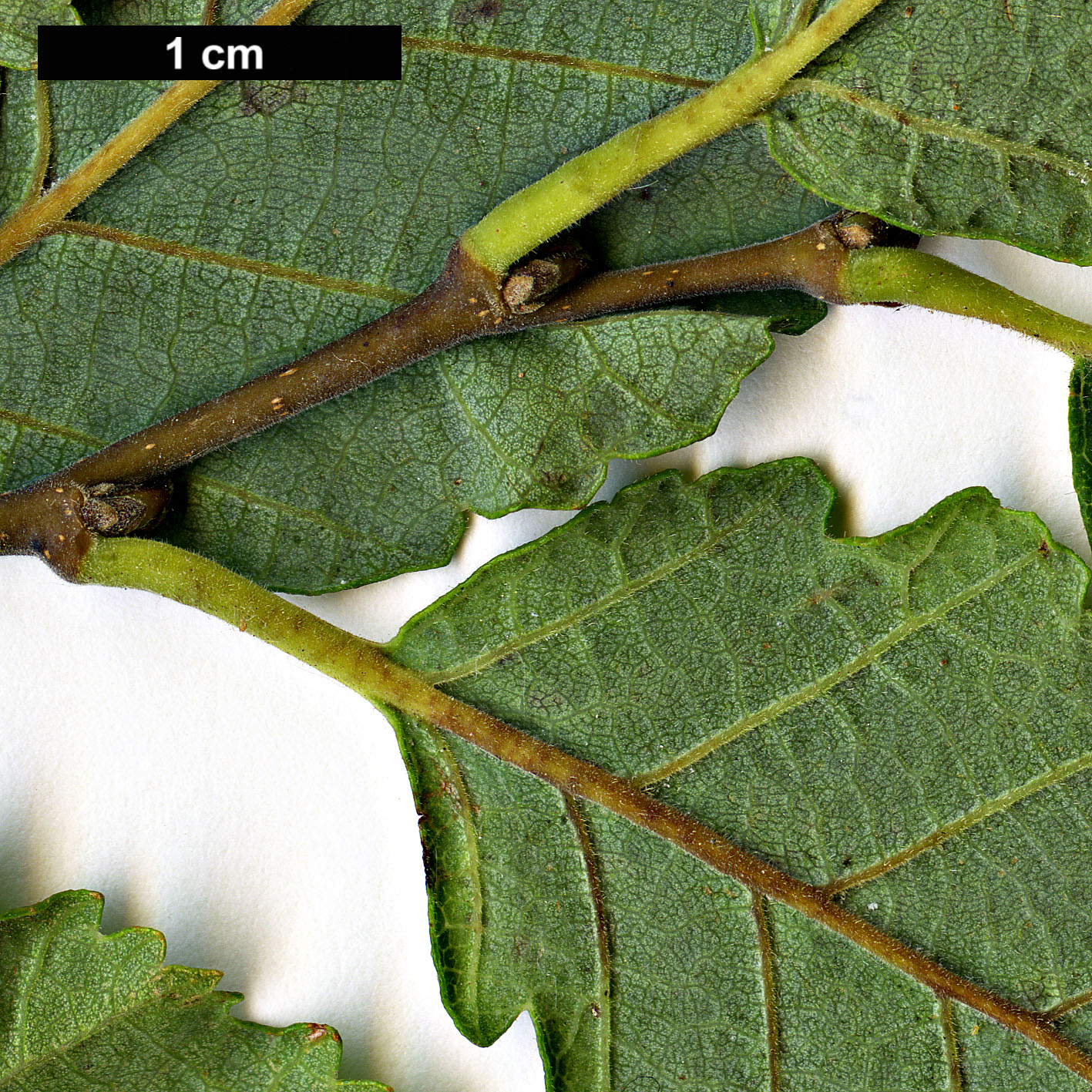 High resolution image: Family: Nothofagaceae - Genus: Nothofagus - Taxon: obliqua