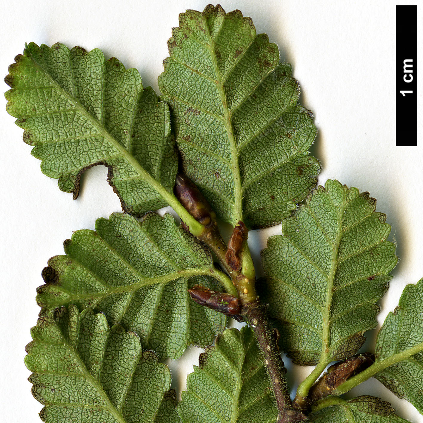 High resolution image: Family: Nothofagaceae - Genus: Nothofagus - Taxon: pumilio