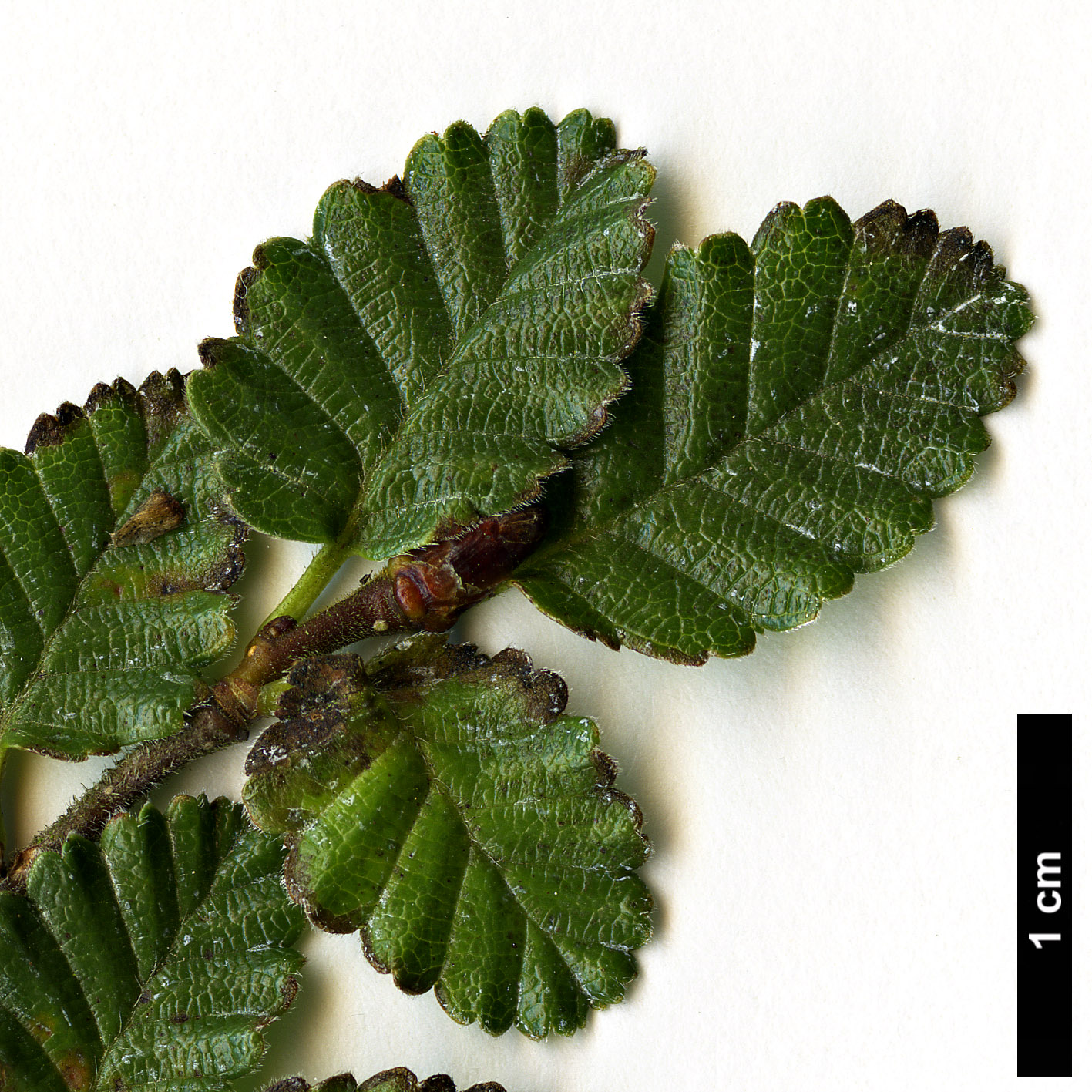 High resolution image: Family: Nothofagaceae - Genus: Nothofagus - Taxon: pumilio