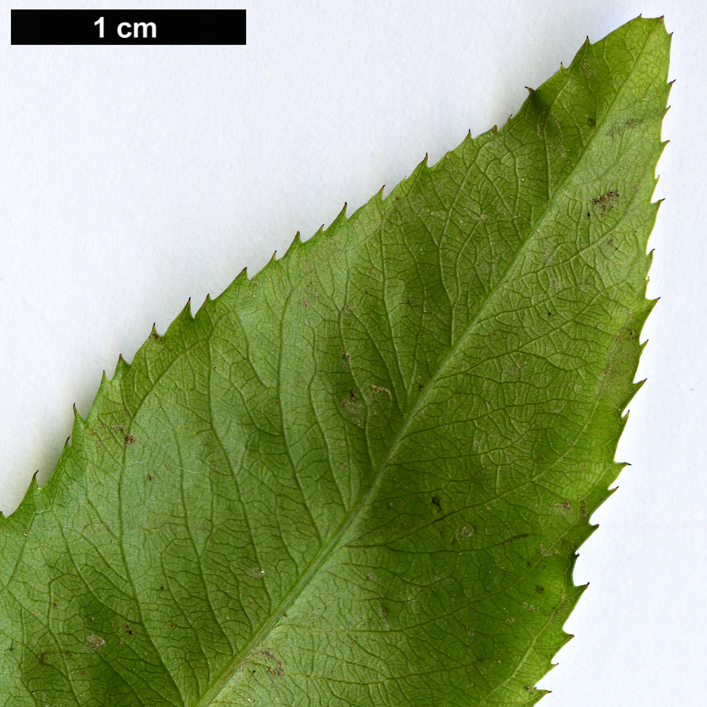 High resolution image: Family: Ochnaceae - Genus: Ochna - Taxon: serrulata