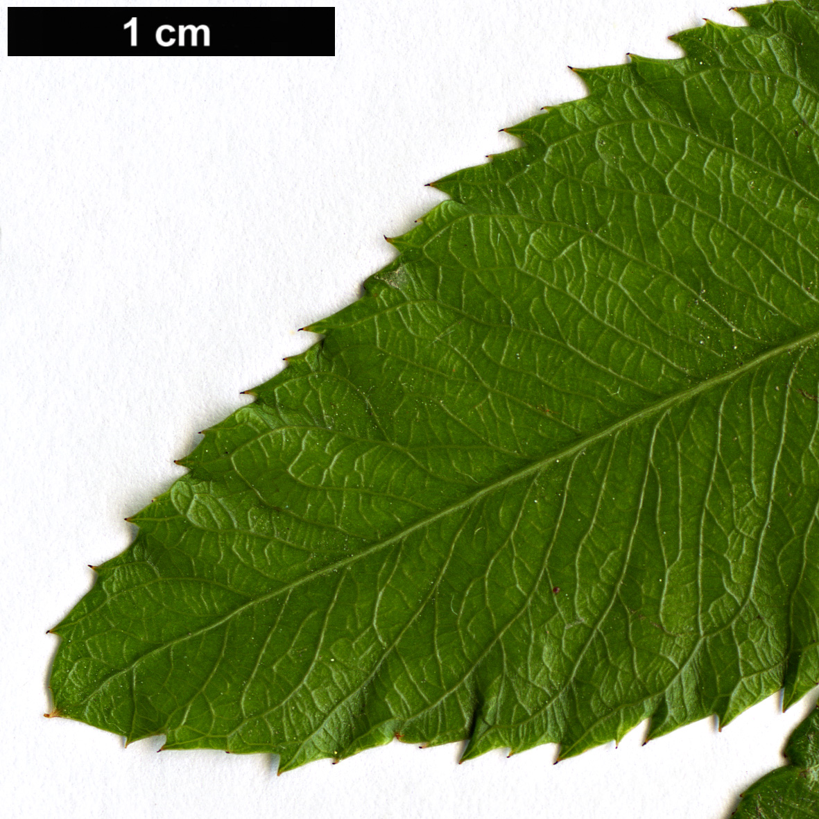 High resolution image: Family: Ochnaceae - Genus: Ochna - Taxon: serrulata