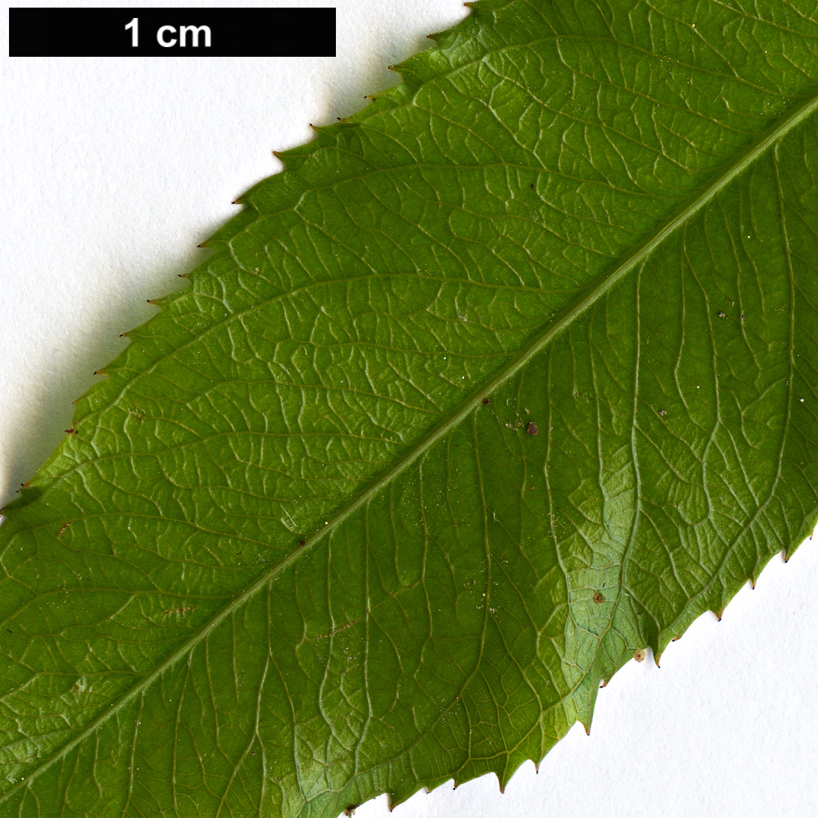 High resolution image: Family: Ochnaceae - Genus: Ochna - Taxon: serrulata