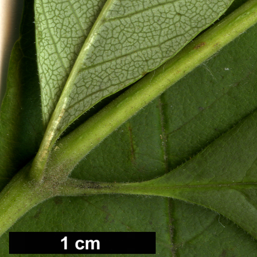 High resolution image: Family: Oleaceae - Genus: Fraxinus - Taxon: americana