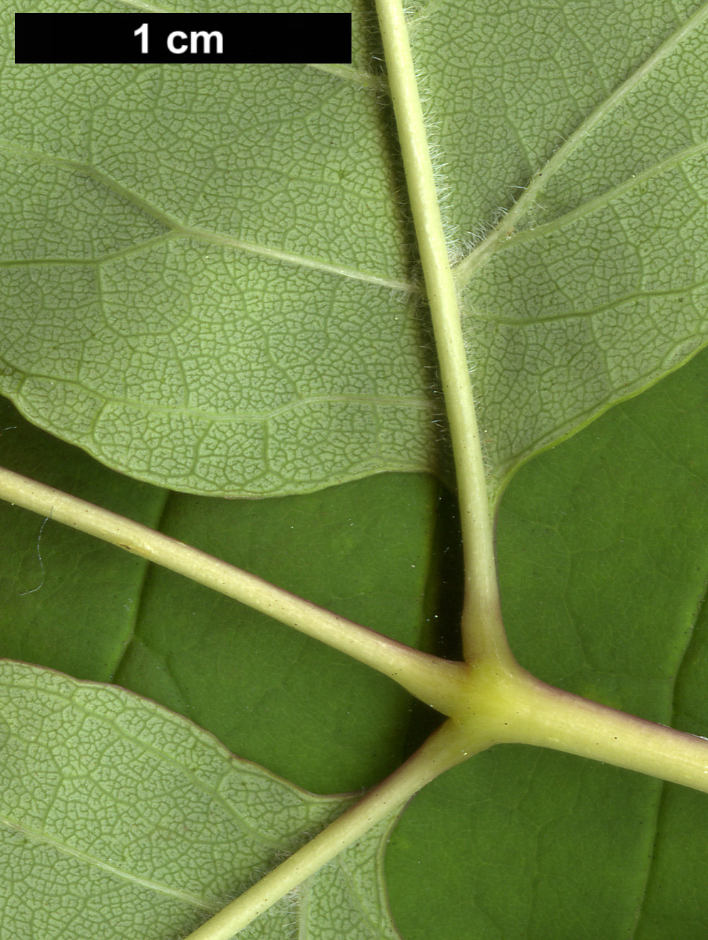 High resolution image: Family: Oleaceae - Genus: Fraxinus - Taxon: americana