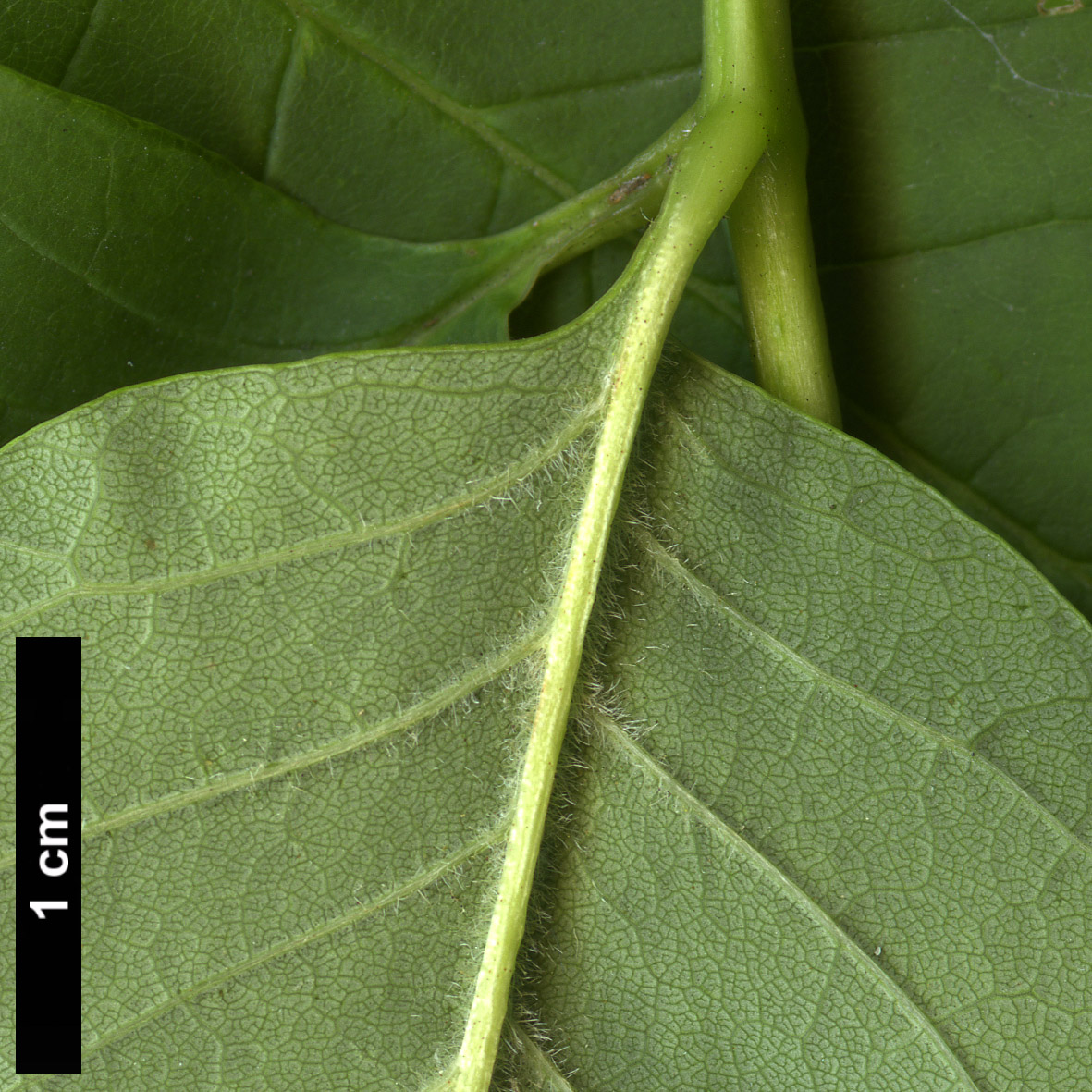 High resolution image: Family: Oleaceae - Genus: Fraxinus - Taxon: americana