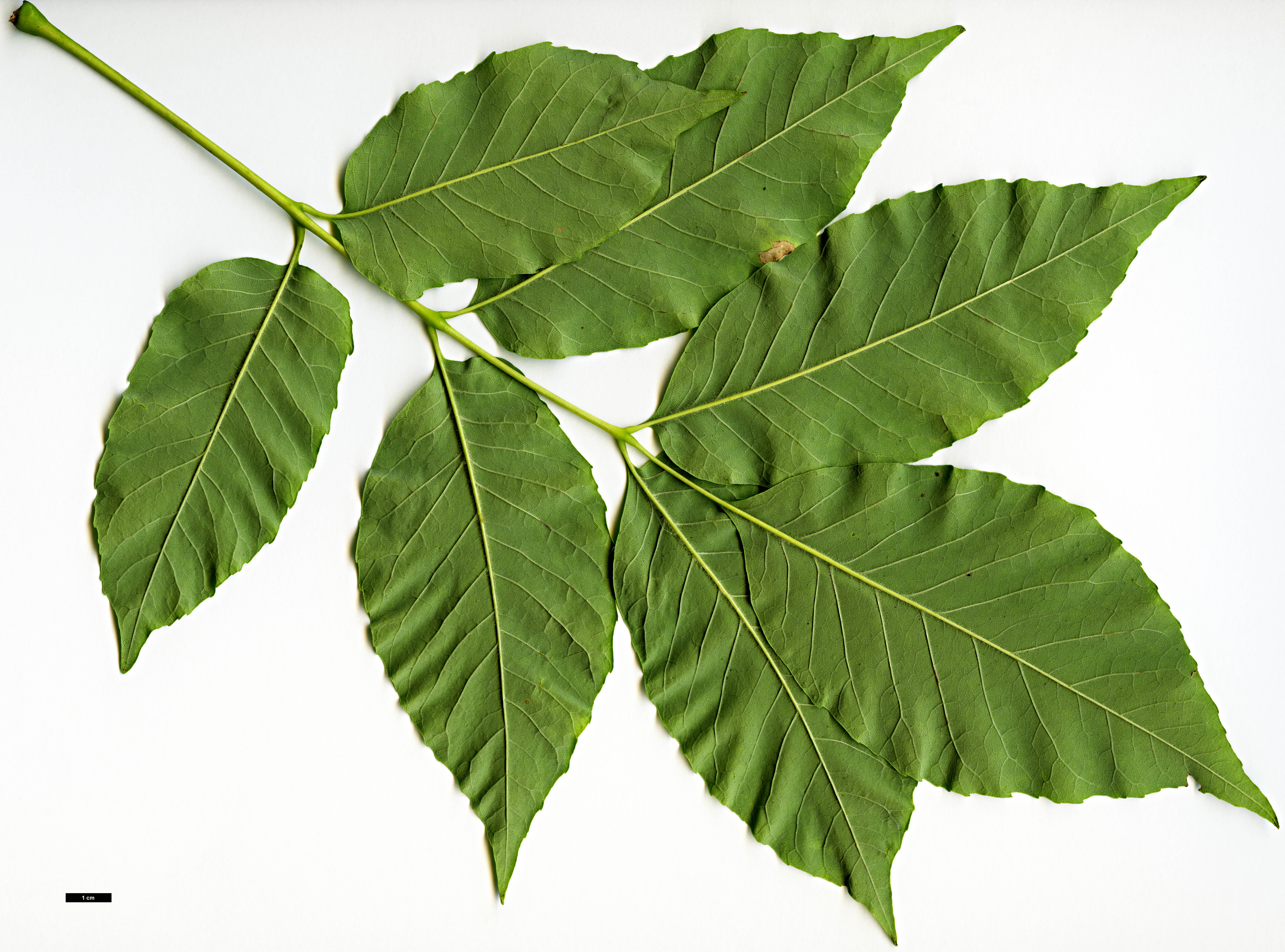 High resolution image: Family: Oleaceae - Genus: Fraxinus - Taxon: americana