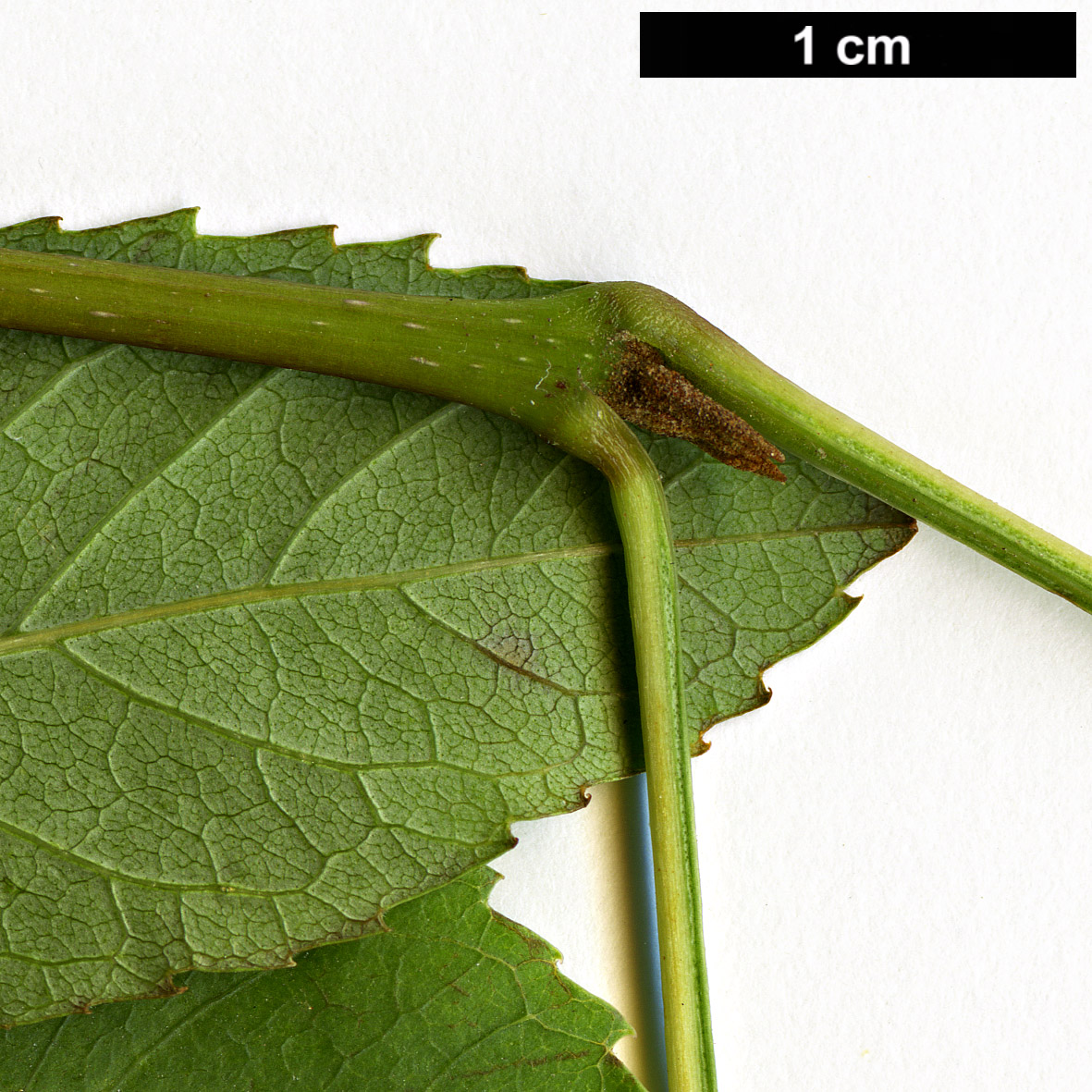 High resolution image: Family: Oleaceae - Genus: Fraxinus - Taxon: anomala