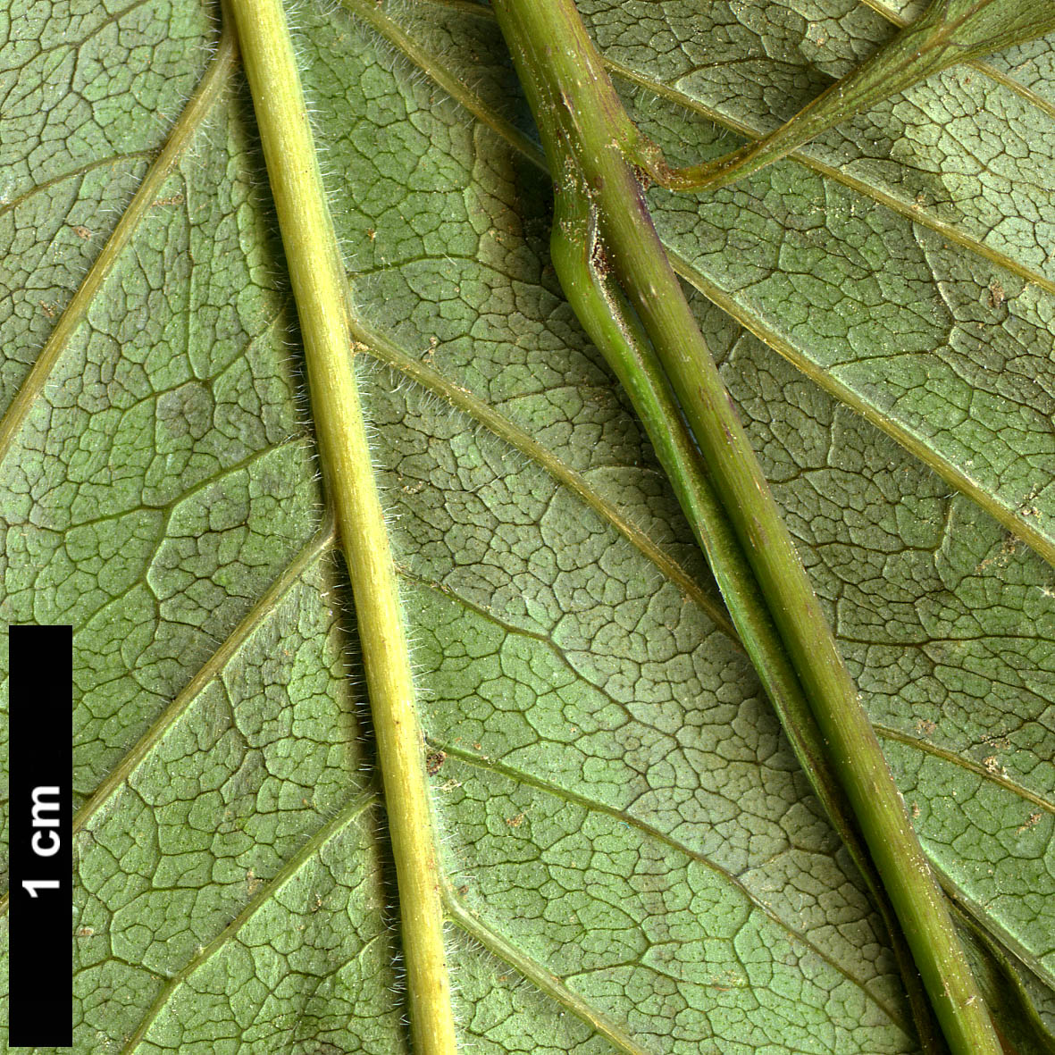 High resolution image: Family: Oleaceae - Genus: Fraxinus - Taxon: anomala