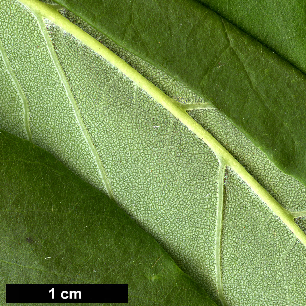 High resolution image: Family: Oleaceae - Genus: Fraxinus - Taxon: biltmoreana