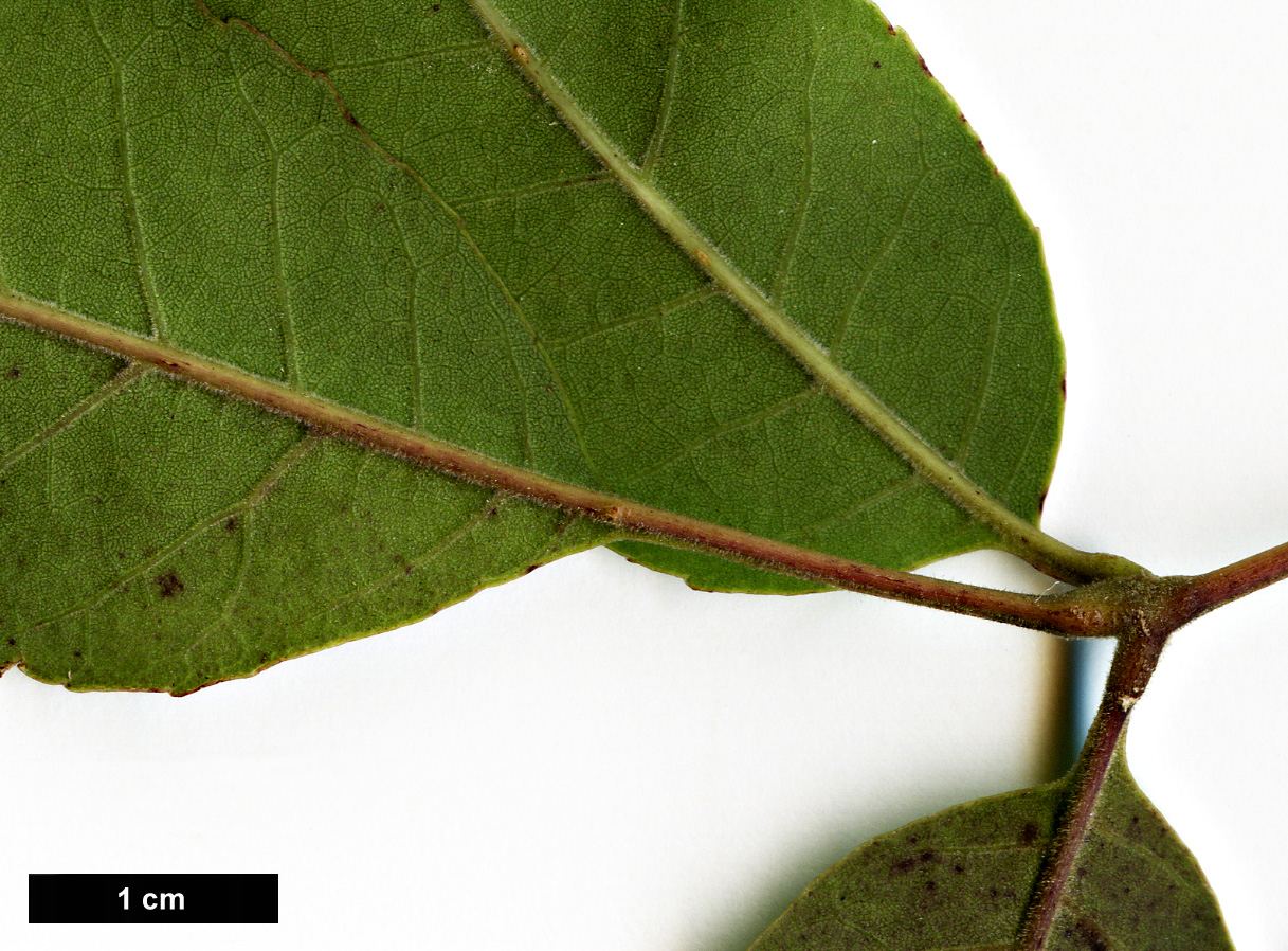 High resolution image: Family: Oleaceae - Genus: Fraxinus - Taxon: caroliniana