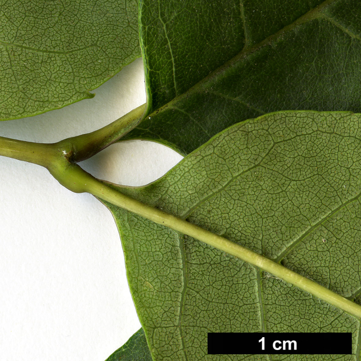 High resolution image: Family: Oleaceae - Genus: Fraxinus - Taxon: caroliniana