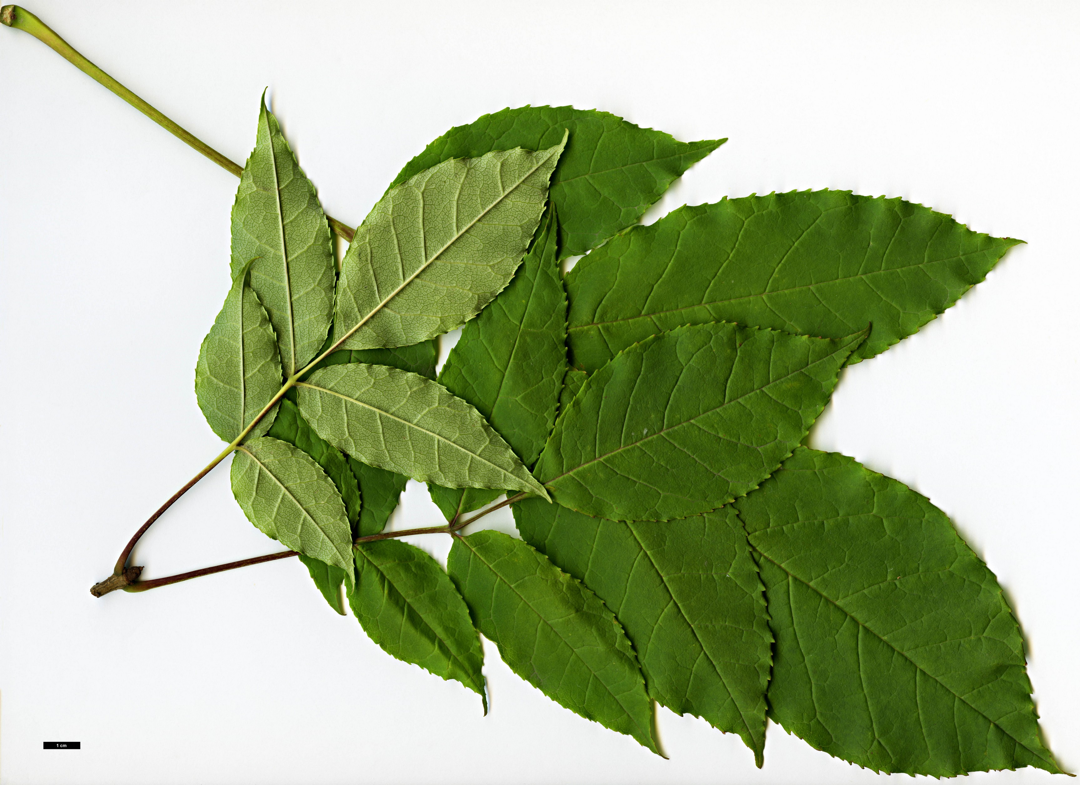 High resolution image: Family: Oleaceae - Genus: Fraxinus - Taxon: chiisanensis