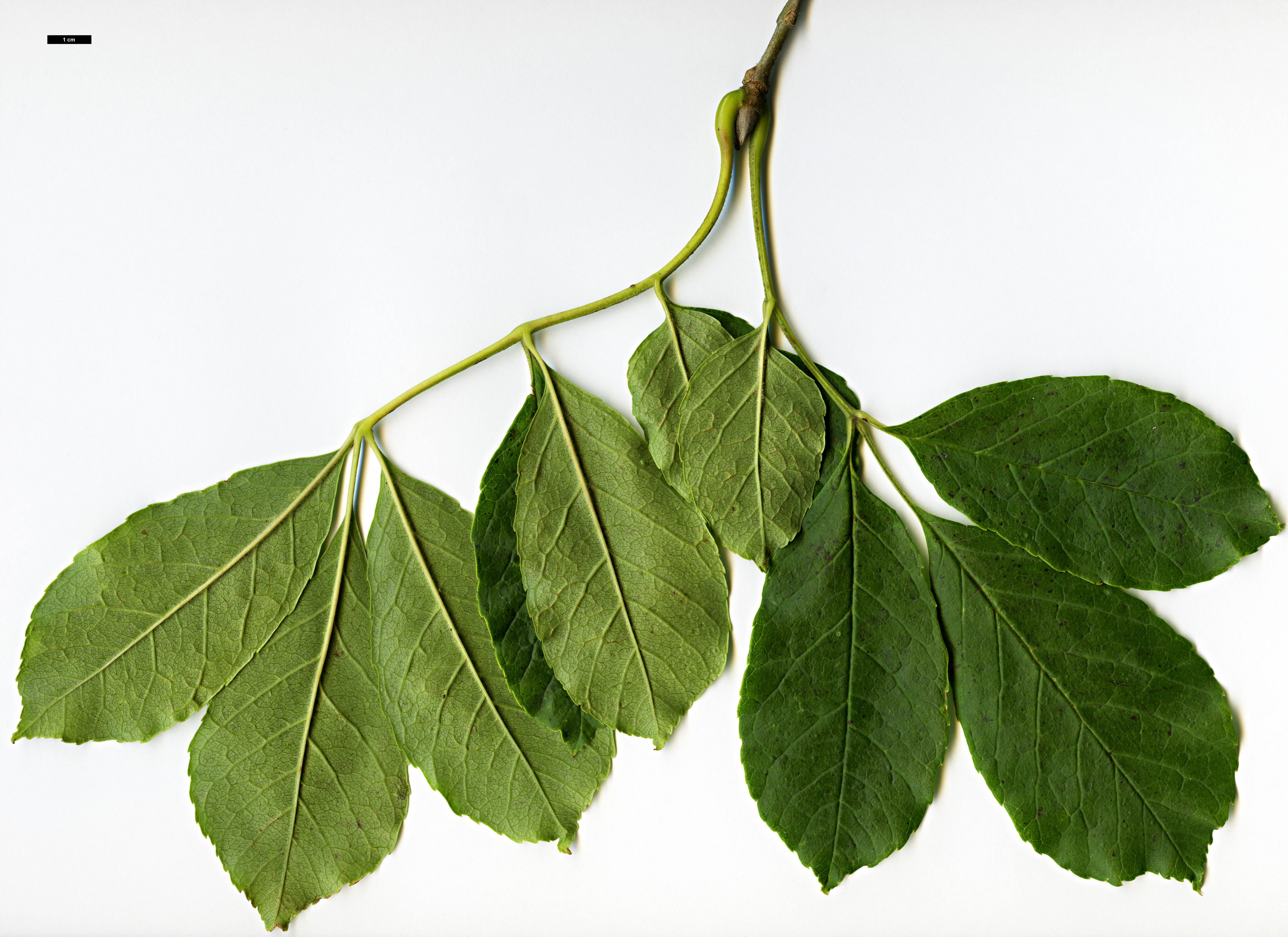 High resolution image: Family: Oleaceae - Genus: Fraxinus - Taxon: chinensis