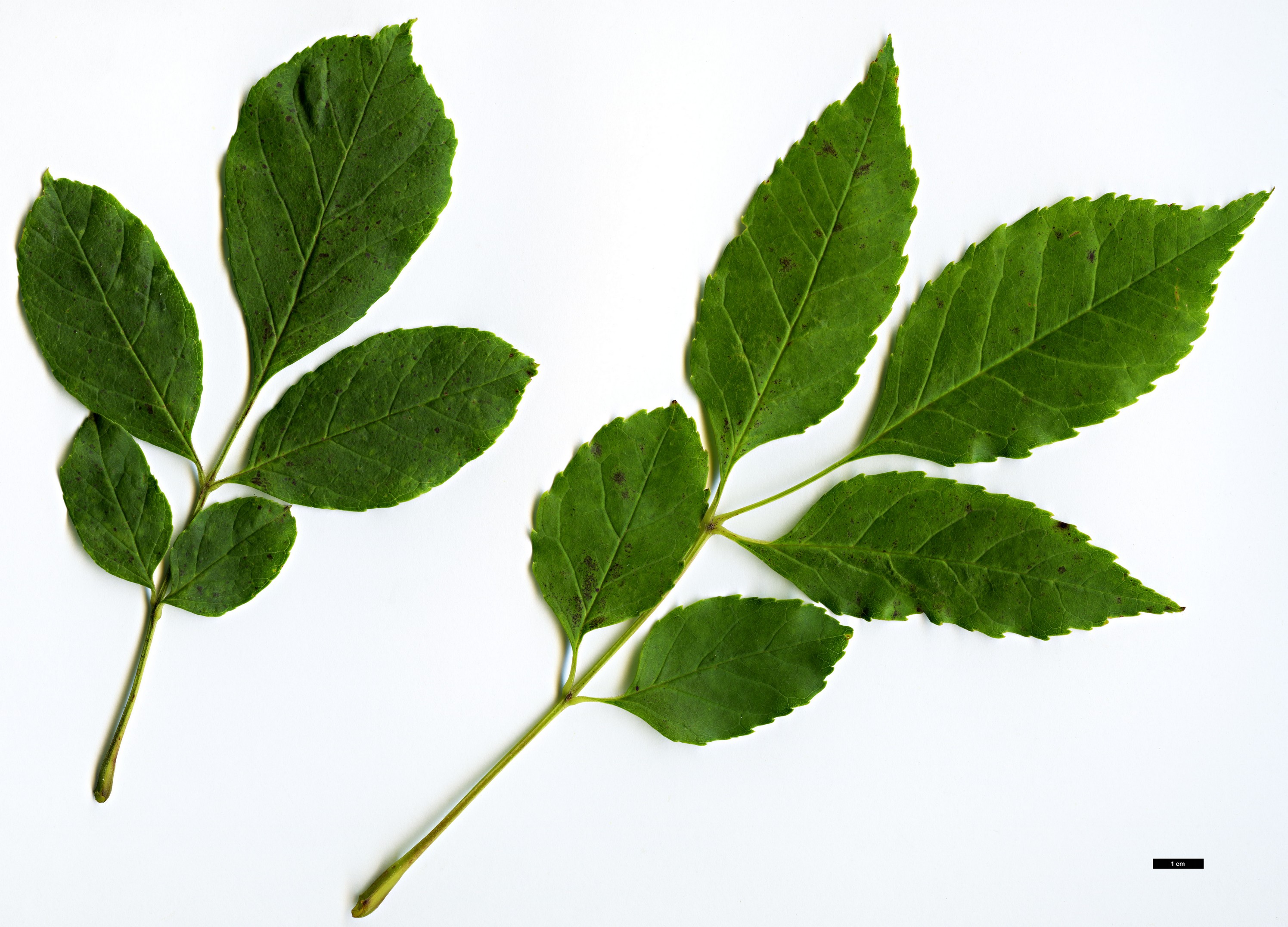 High resolution image: Family: Oleaceae - Genus: Fraxinus - Taxon: chinensis