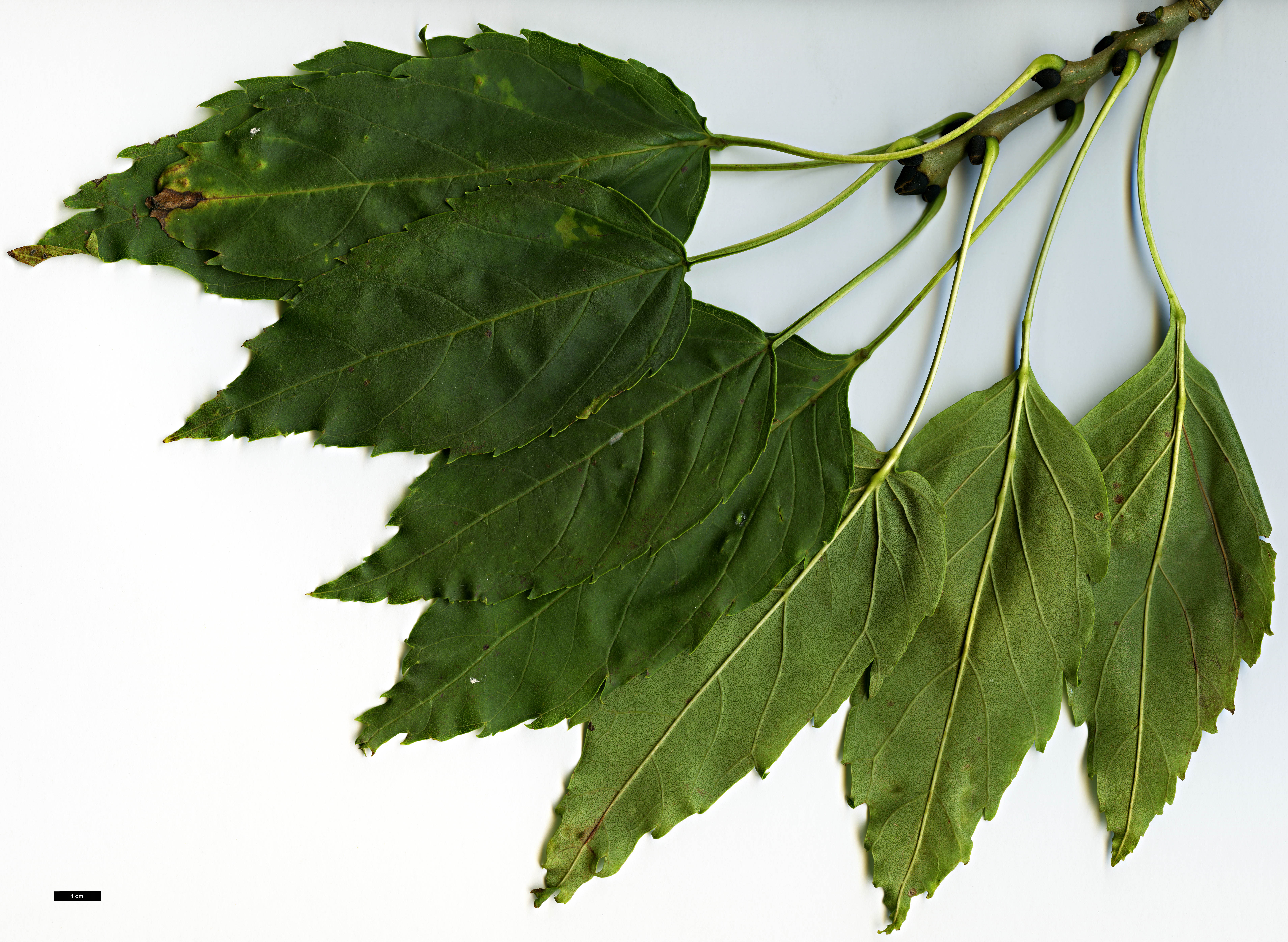 High resolution image: Family: Oleaceae - Genus: Fraxinus - Taxon: excelsior - SpeciesSub: 'Diversifolia'