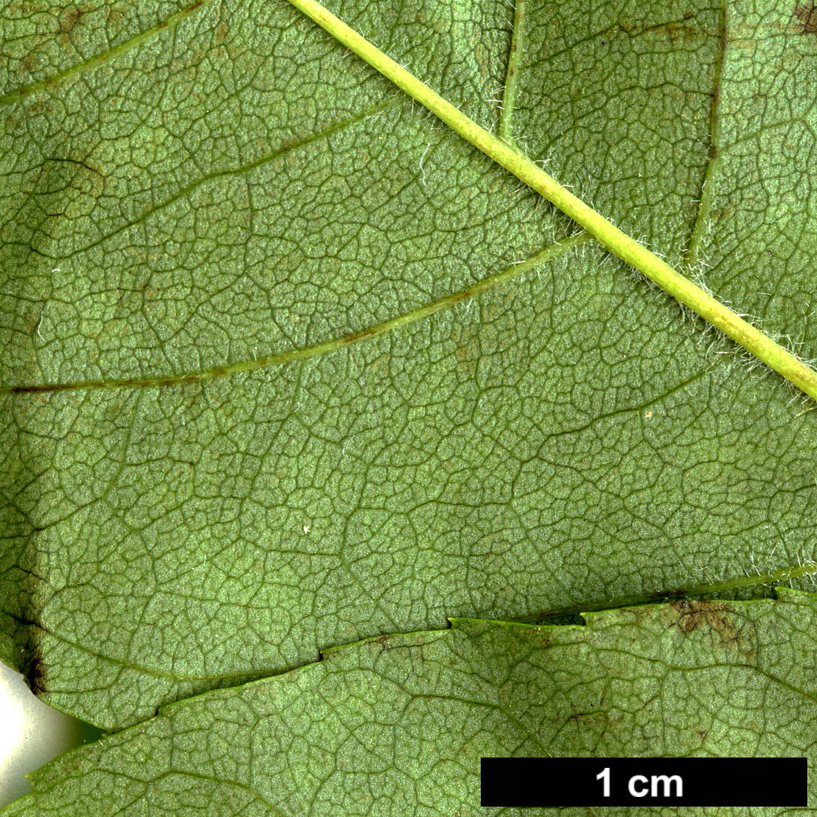 High resolution image: Family: Oleaceae - Genus: Fraxinus - Taxon: lanuginosa