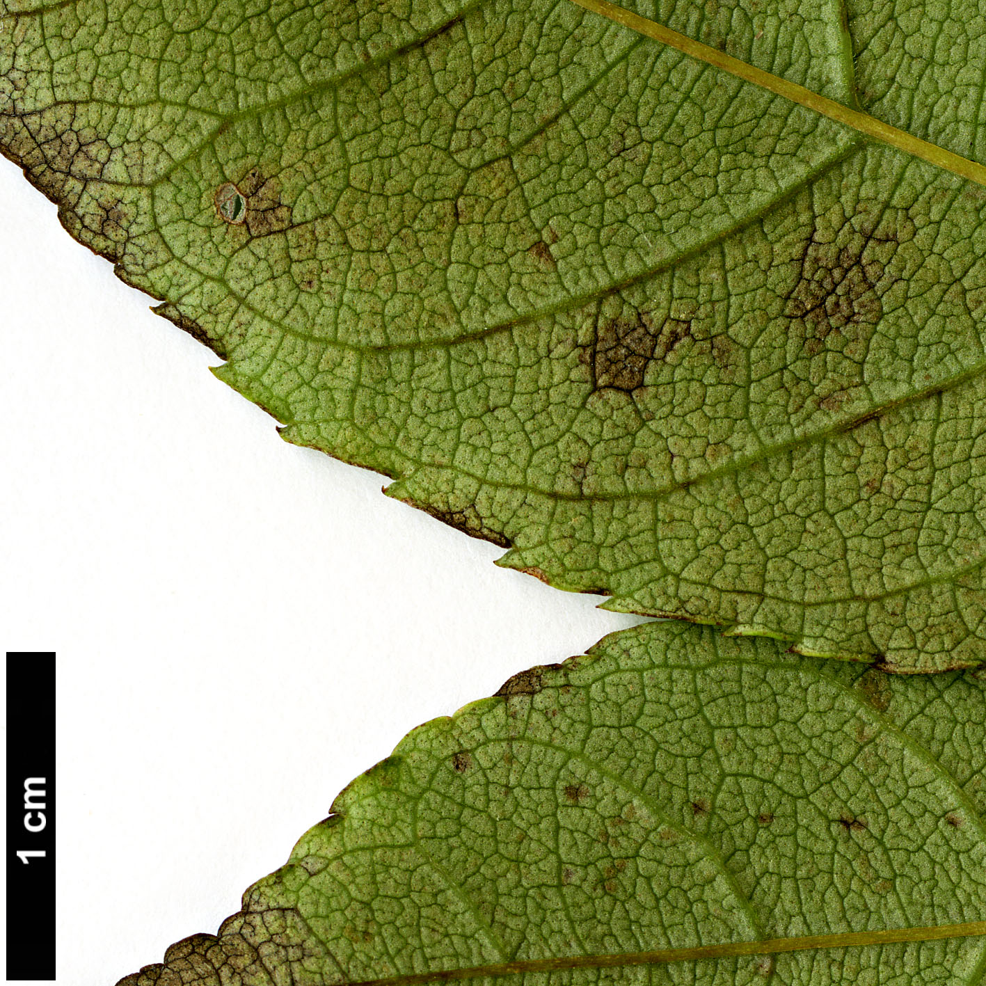 High resolution image: Family: Oleaceae - Genus: Fraxinus - Taxon: longicuspis