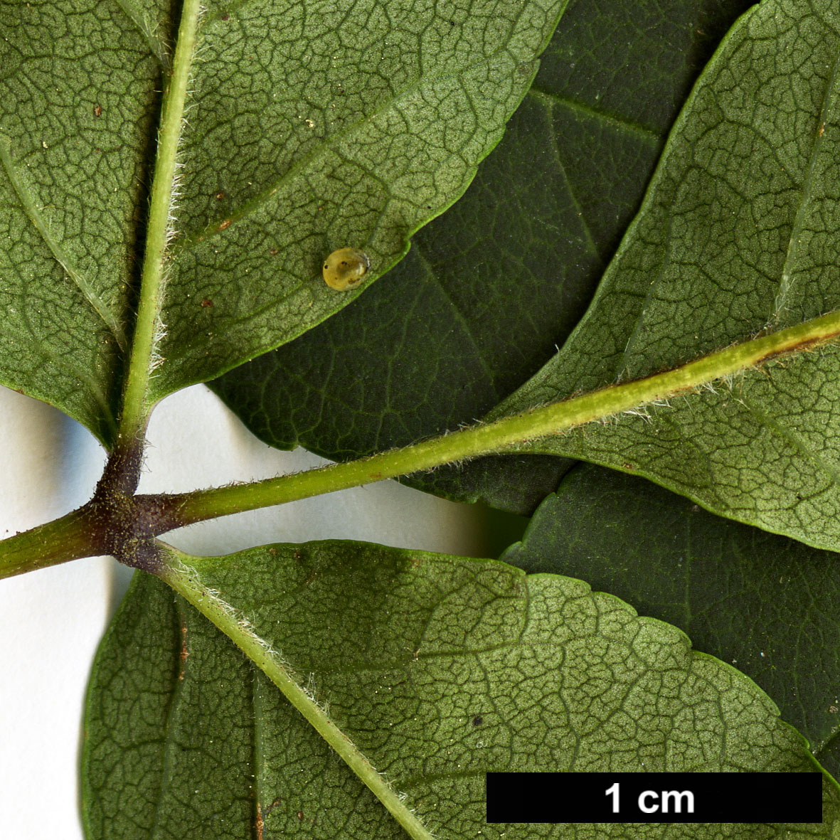 High resolution image: Family: Oleaceae - Genus: Fraxinus - Taxon: longicuspis
