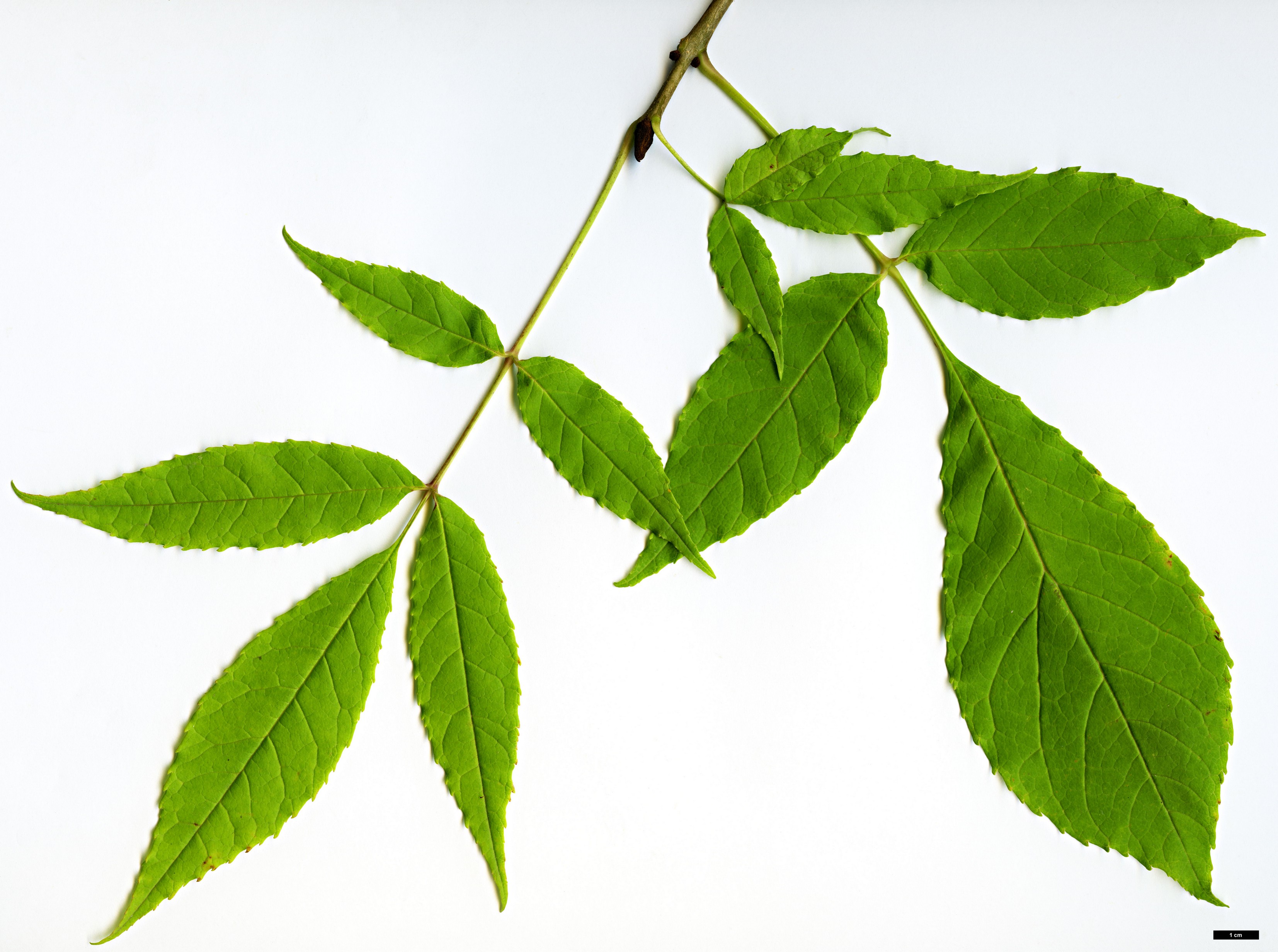 High resolution image: Family: Oleaceae - Genus: Fraxinus - Taxon: mandshurica