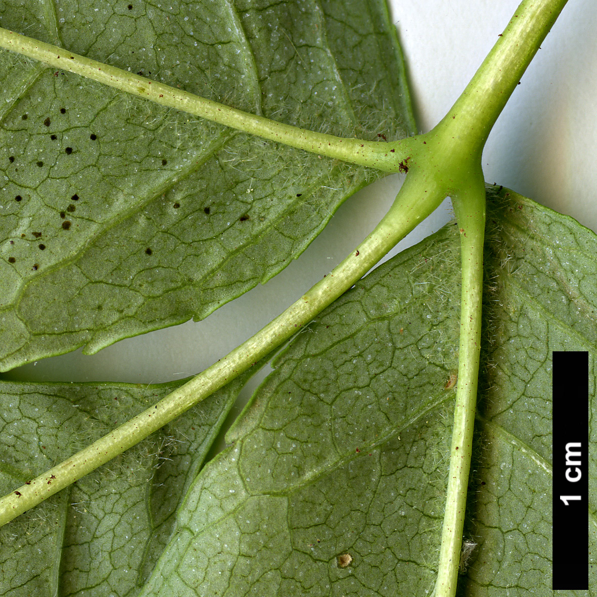 High resolution image: Family: Oleaceae - Genus: Fraxinus - Taxon: mandshurica