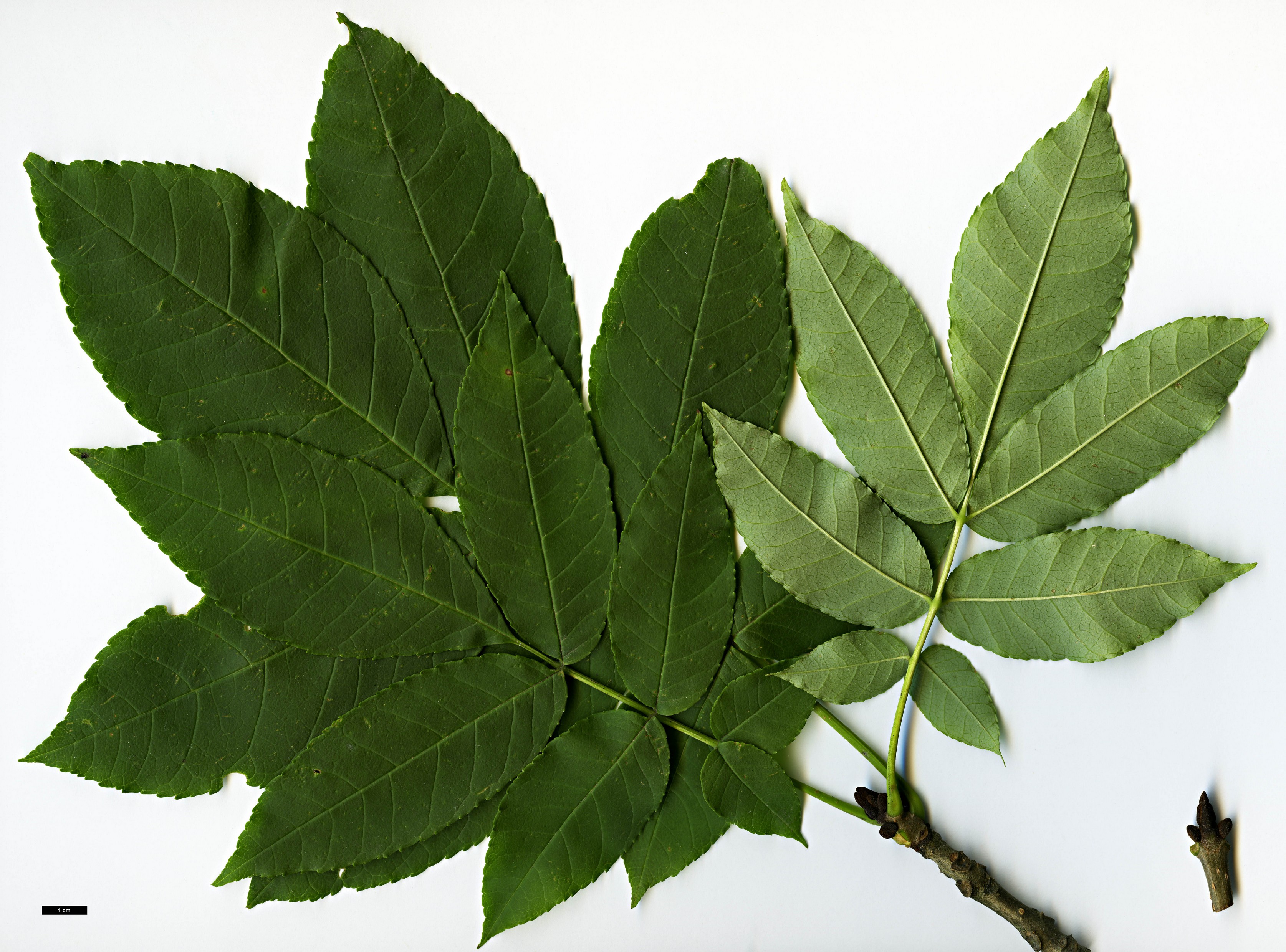 High resolution image: Family: Oleaceae - Genus: Fraxinus - Taxon: mandshurica