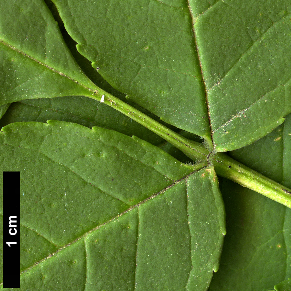 High resolution image: Family: Oleaceae - Genus: Fraxinus - Taxon: mandshurica