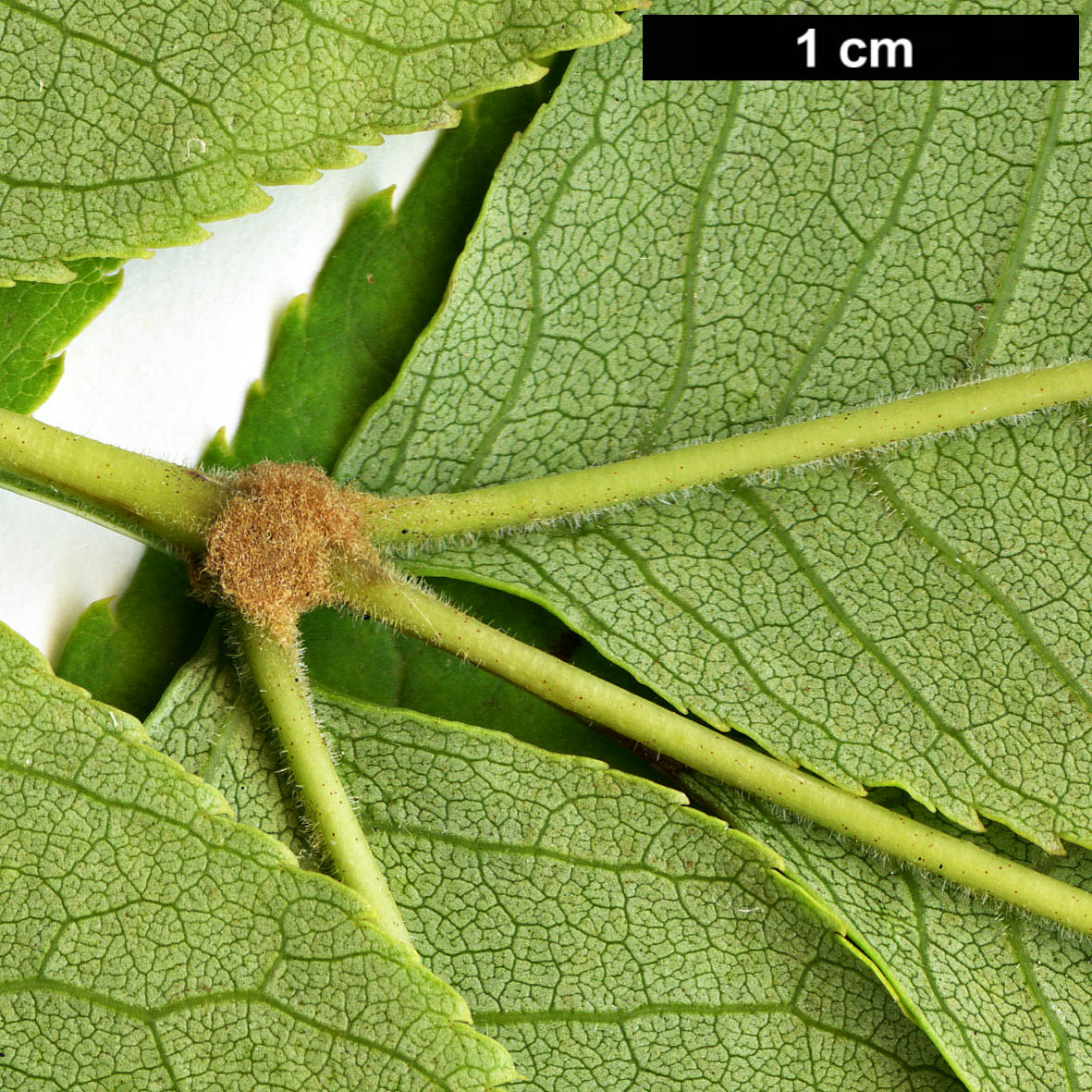 High resolution image: Family: Oleaceae - Genus: Fraxinus - Taxon: mandshurica