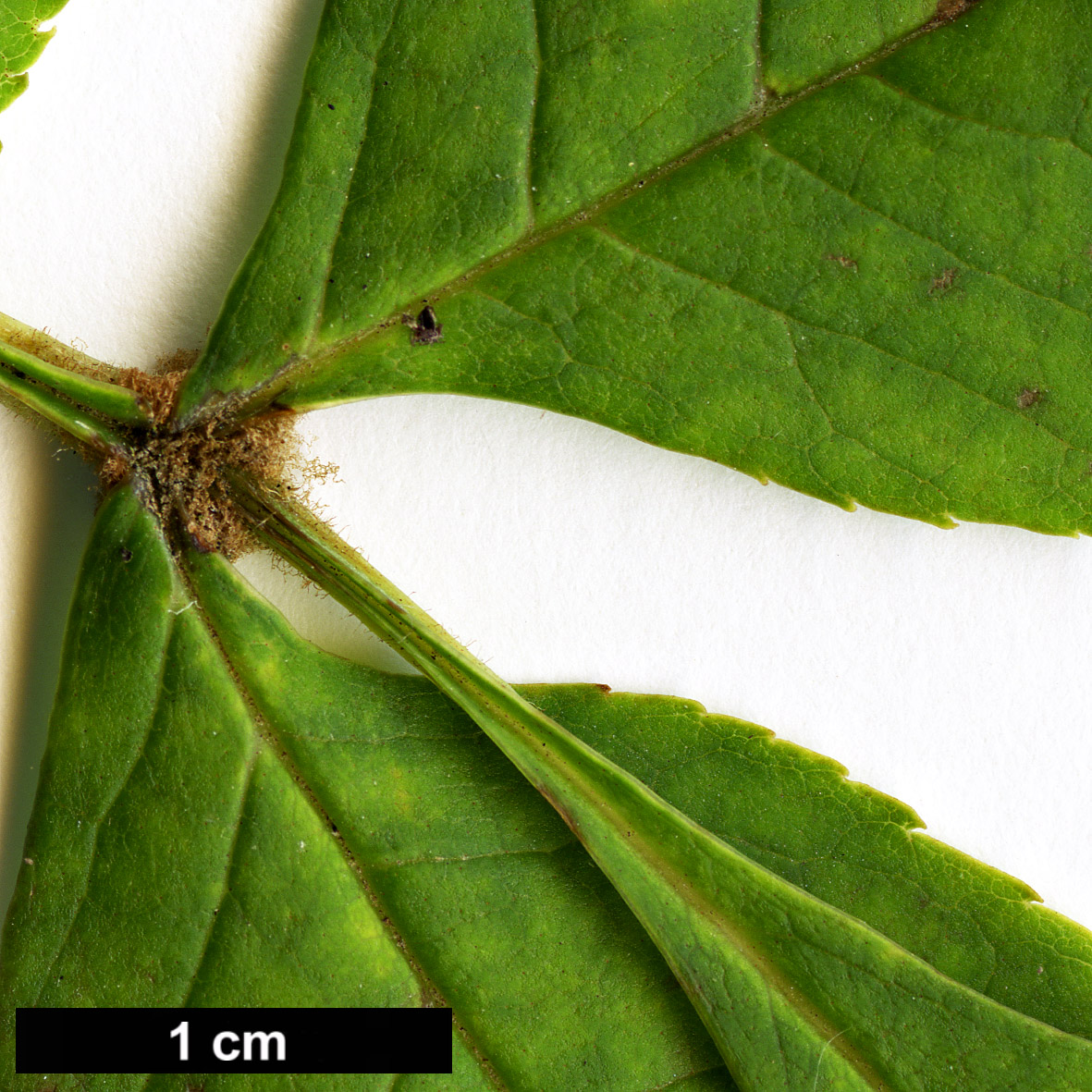 High resolution image: Family: Oleaceae - Genus: Fraxinus - Taxon: mandshurica