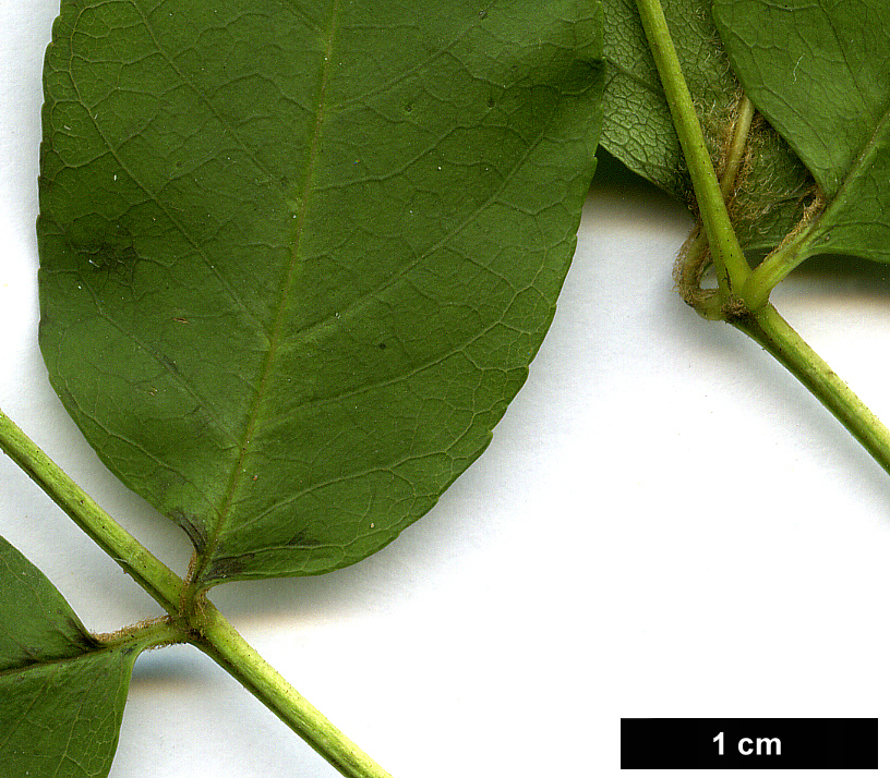 High resolution image: Family: Oleaceae - Genus: Fraxinus - Taxon: ornus