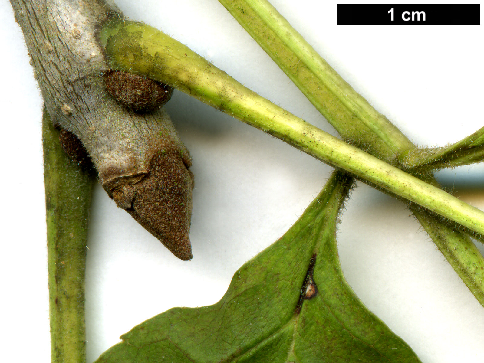 High resolution image: Family: Oleaceae - Genus: Fraxinus - Taxon: pennsylvanica