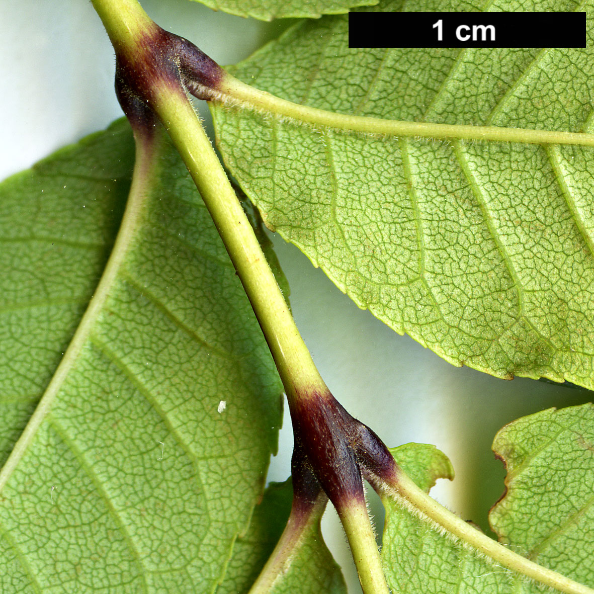 High resolution image: Family: Oleaceae - Genus: Fraxinus - Taxon: platypoda