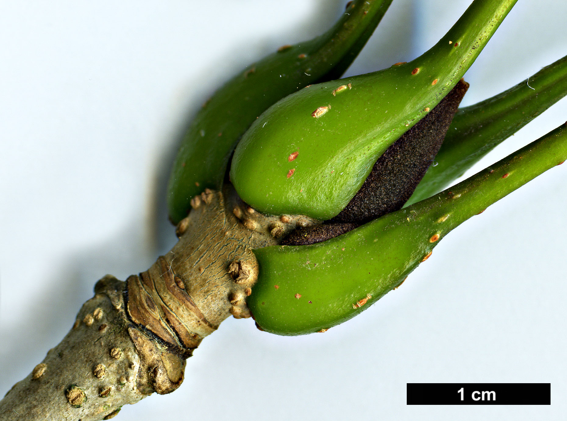 High resolution image: Family: Oleaceae - Genus: Fraxinus - Taxon: spaethiana