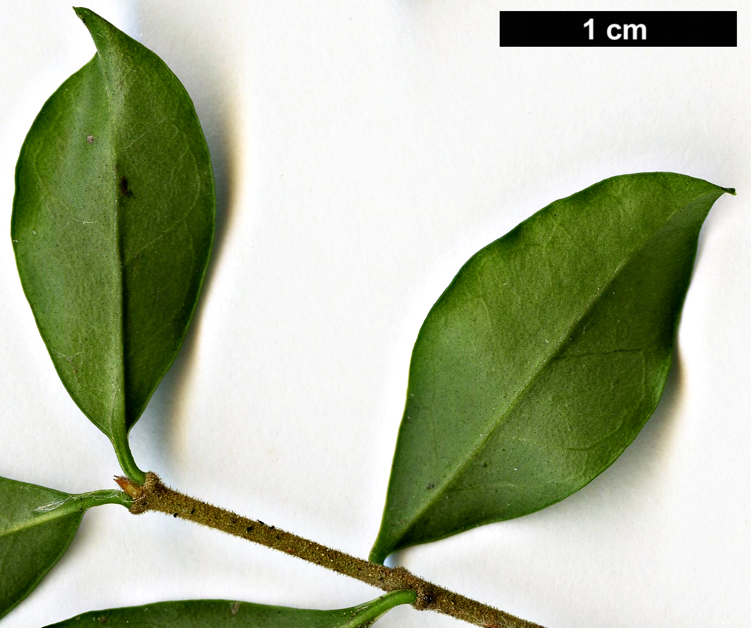 High resolution image: Family: Oleaceae - Genus: Ligustrum - Taxon: delavayanum