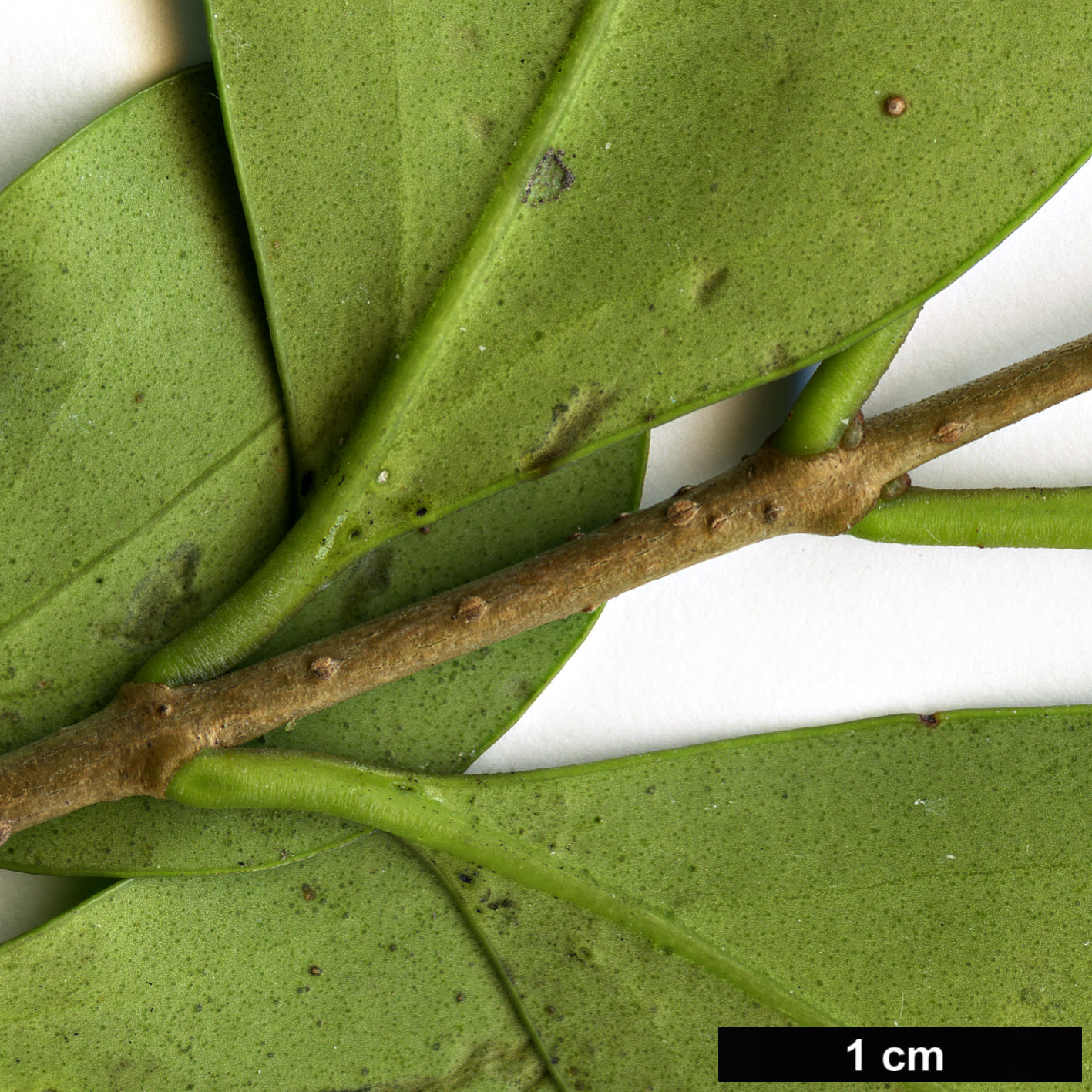 High resolution image: Family: Oleaceae - Genus: Ligustrum - Taxon: liukiuense