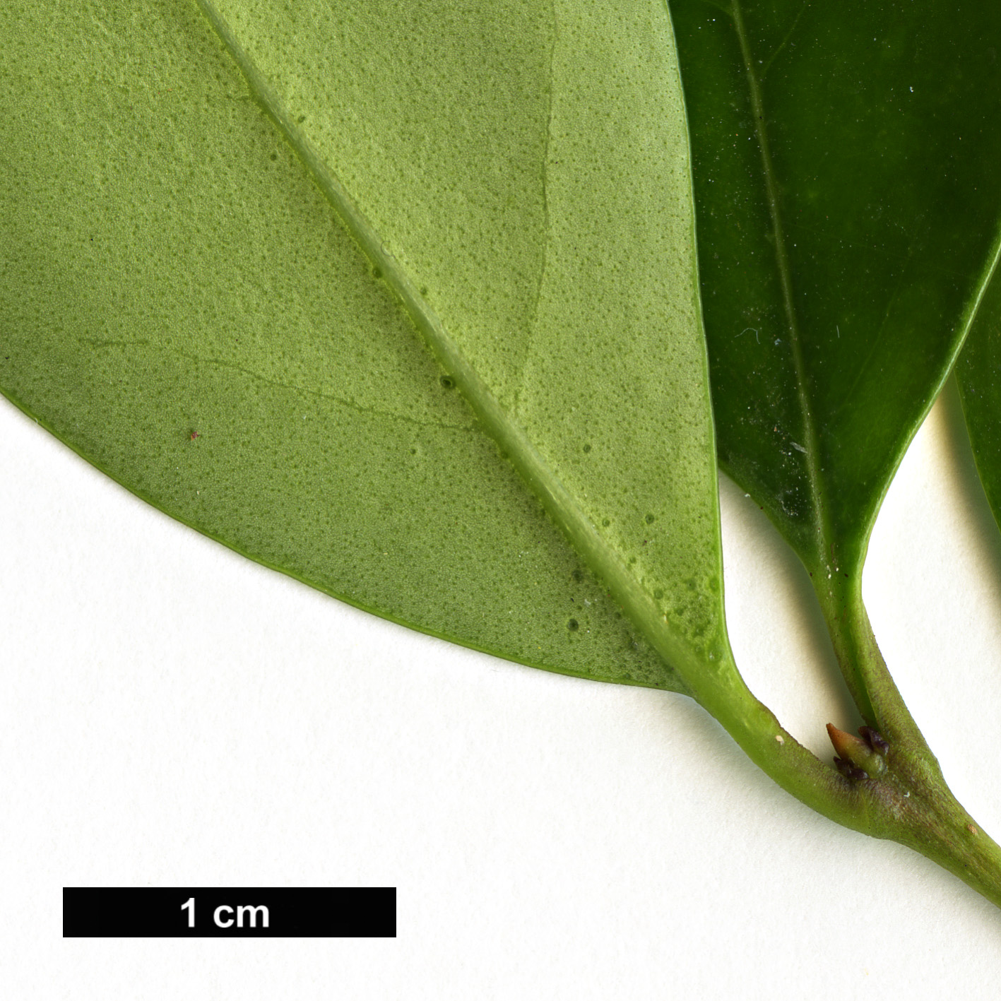 High resolution image: Family: Oleaceae - Genus: Ligustrum - Taxon: liukiuense