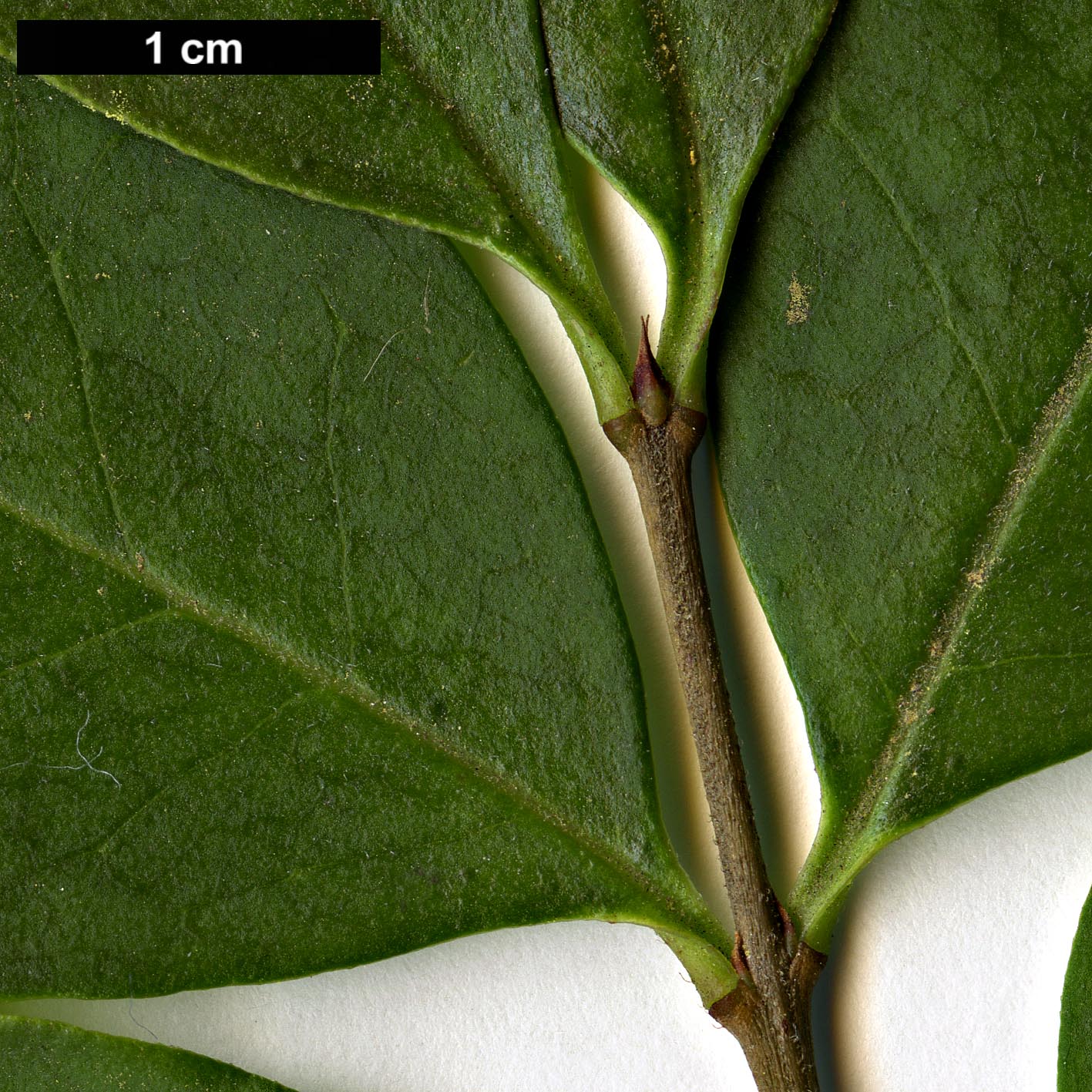 High resolution image: Family: Oleaceae - Genus: Ligustrum - Taxon: ovalifolium