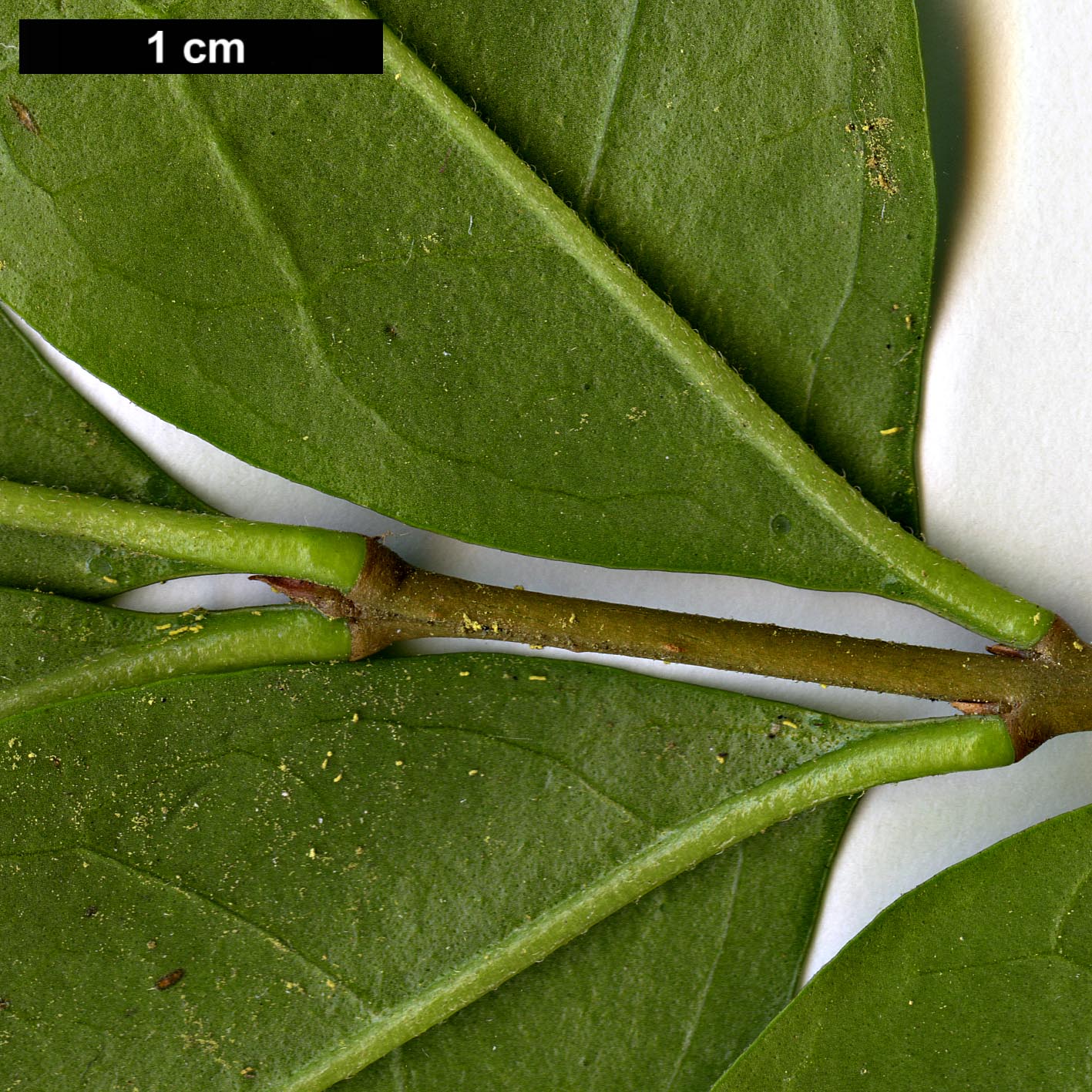 High resolution image: Family: Oleaceae - Genus: Ligustrum - Taxon: ovalifolium